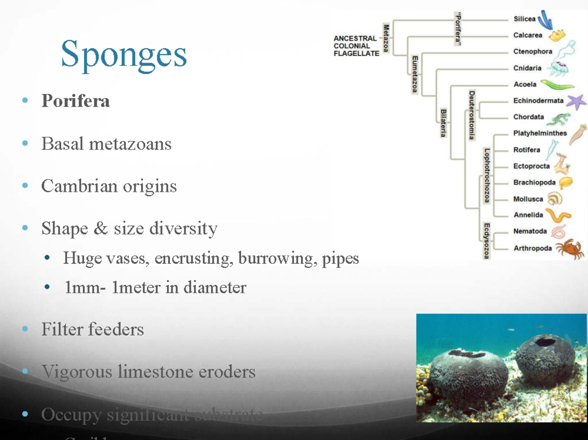 Reef Builders: Sponges and Their Role in Marine Ecosystems (C 2026 ...