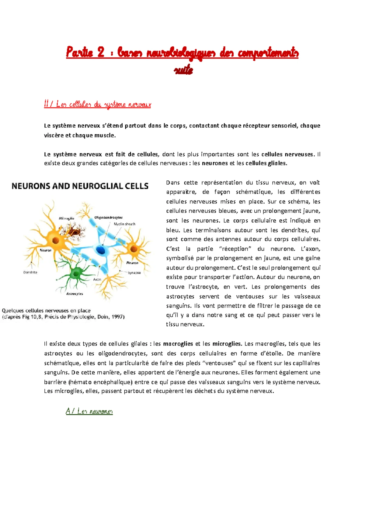 PSP1 - CM2 SS Fiche - Cours 2 sur le Système Nerveux et les Neurones ...