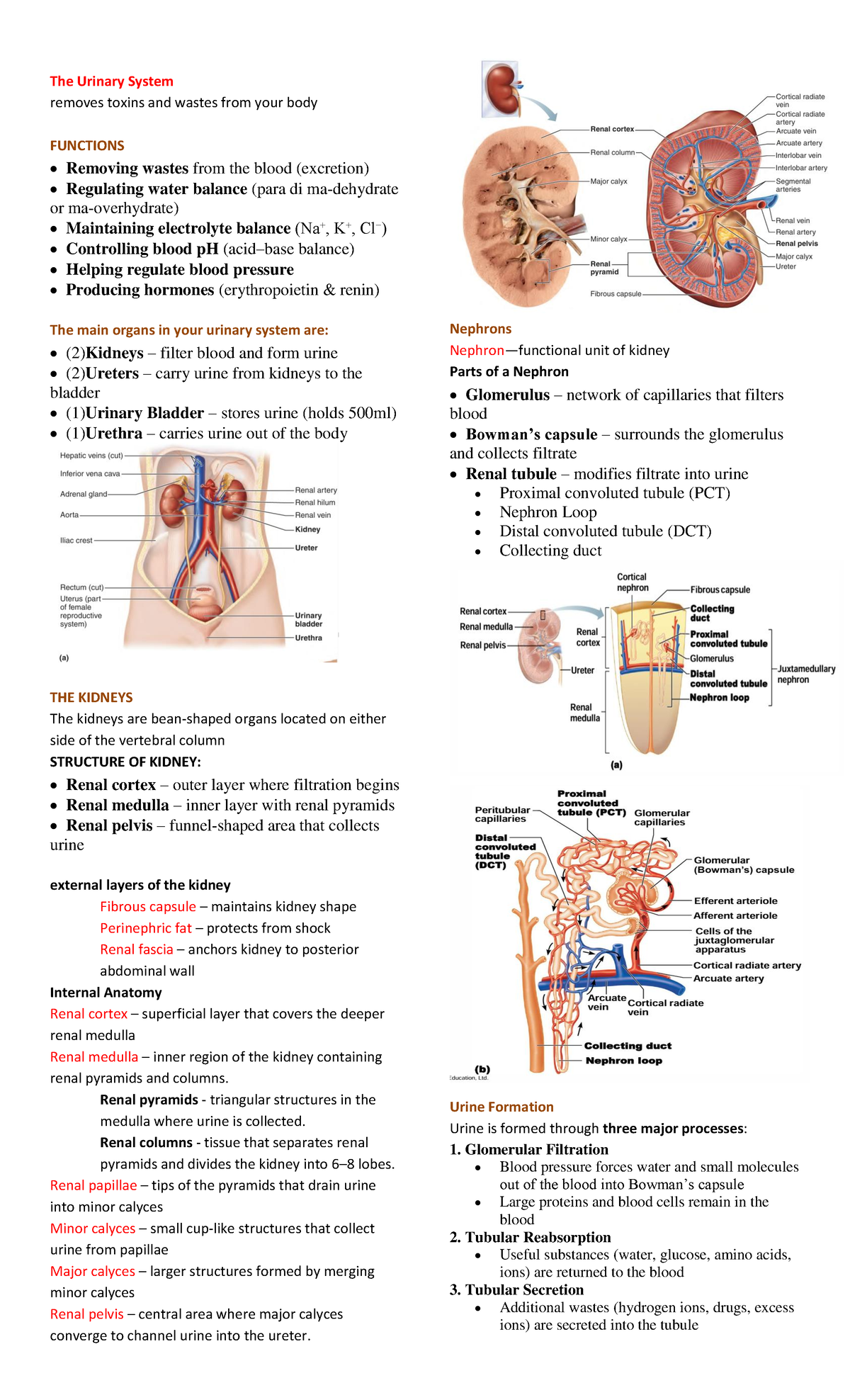 Urinary System Overview - NTS Study Notes - Studocu