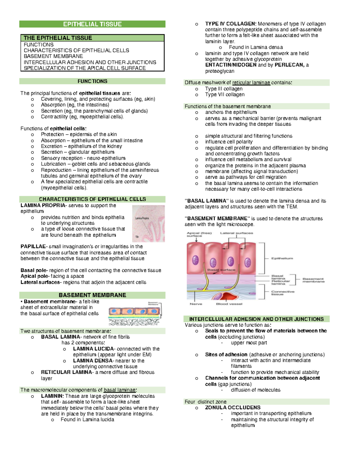 EPITHELIAL TISSUE: FUNCTIONS, CHARACTERISTICS, AND CLASSIFICATION (BIO ...