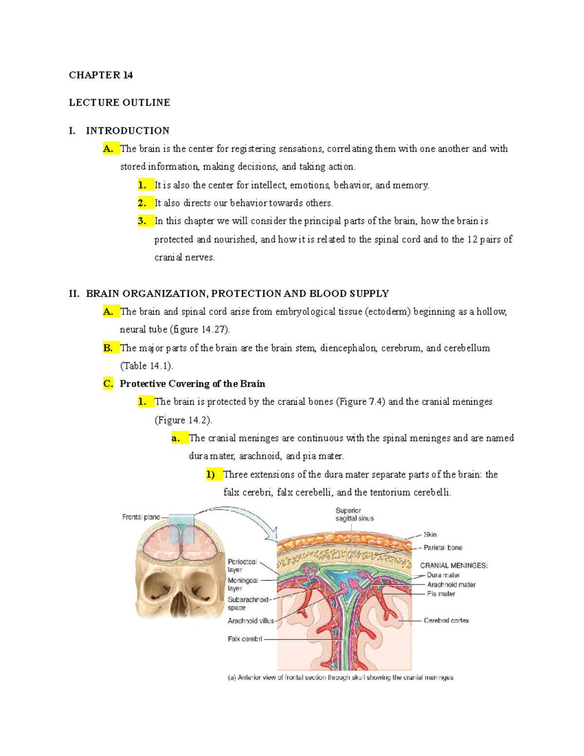 Ch14 outline - This section focuses on the brain including its anatomy ...