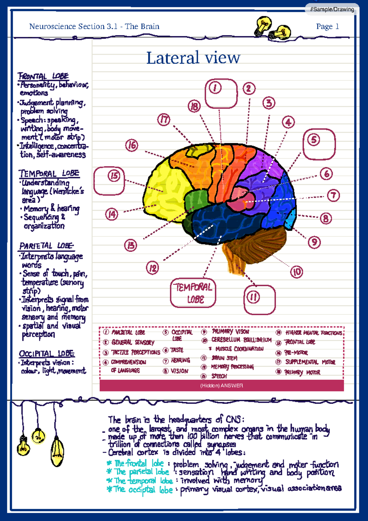 Study Notes for Neuroscience (MED101): The Brain Overview - Studocu