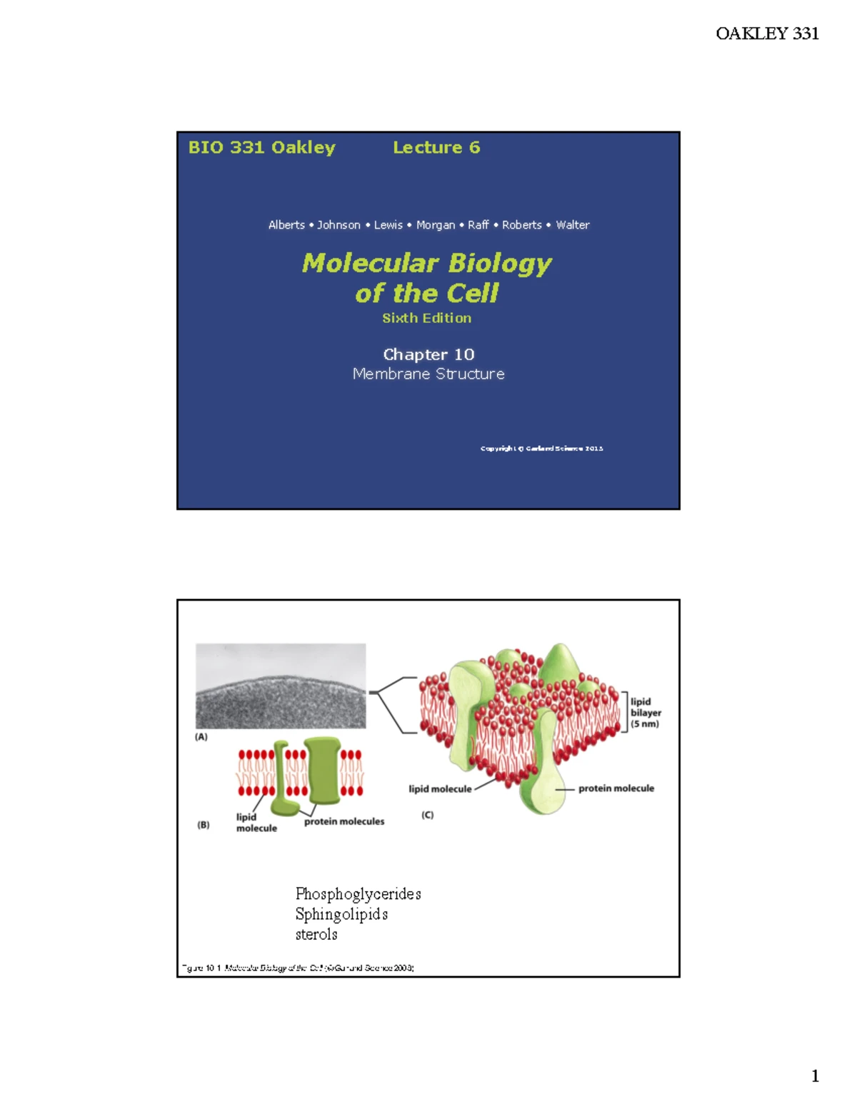 Molecular Biology of the Cell: Membrane Structure Overview - Membrane ...
