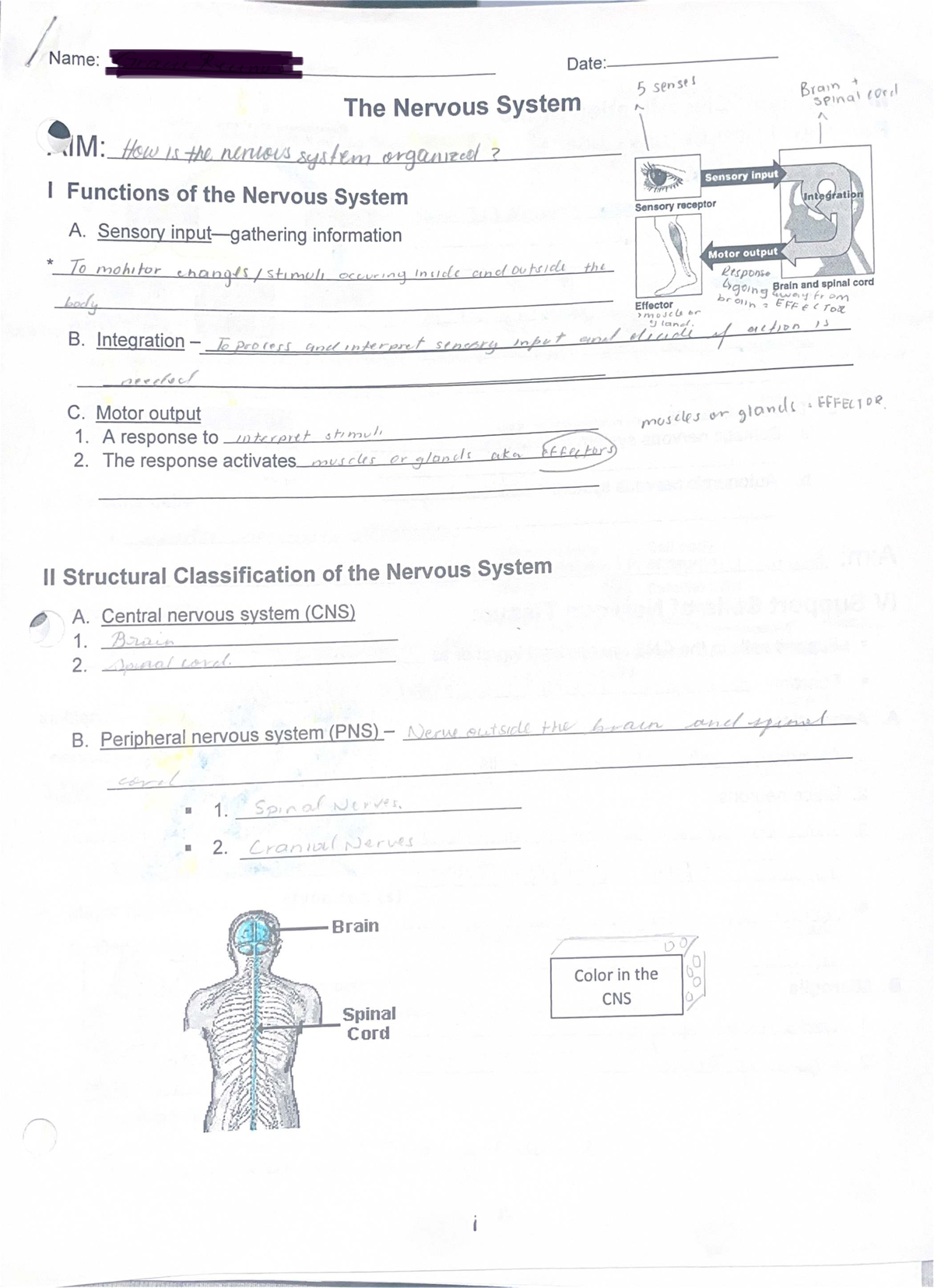 Nervous System NP1 - Summary of Essentials in Human Anatomy ...