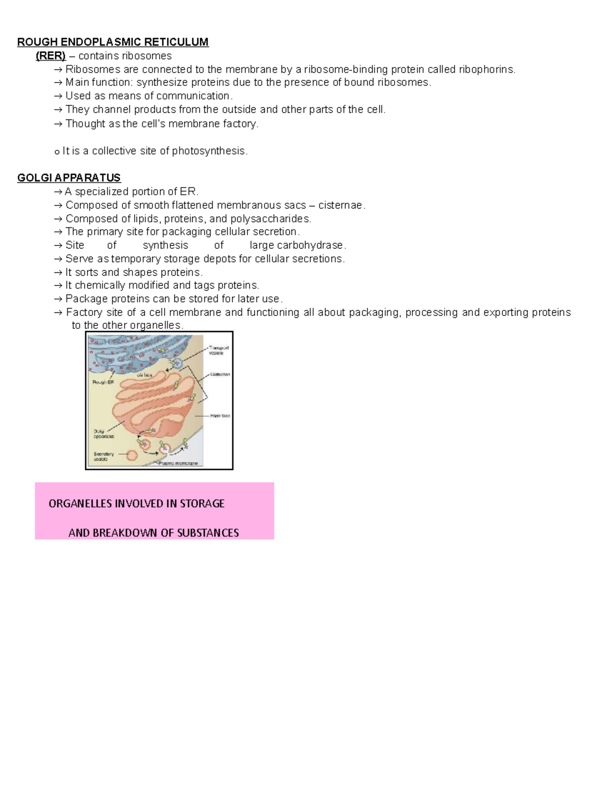 Rough Endoplasmic Reticulum - ROUGH ENDOPLASMIC RETICULUM (RER ...
