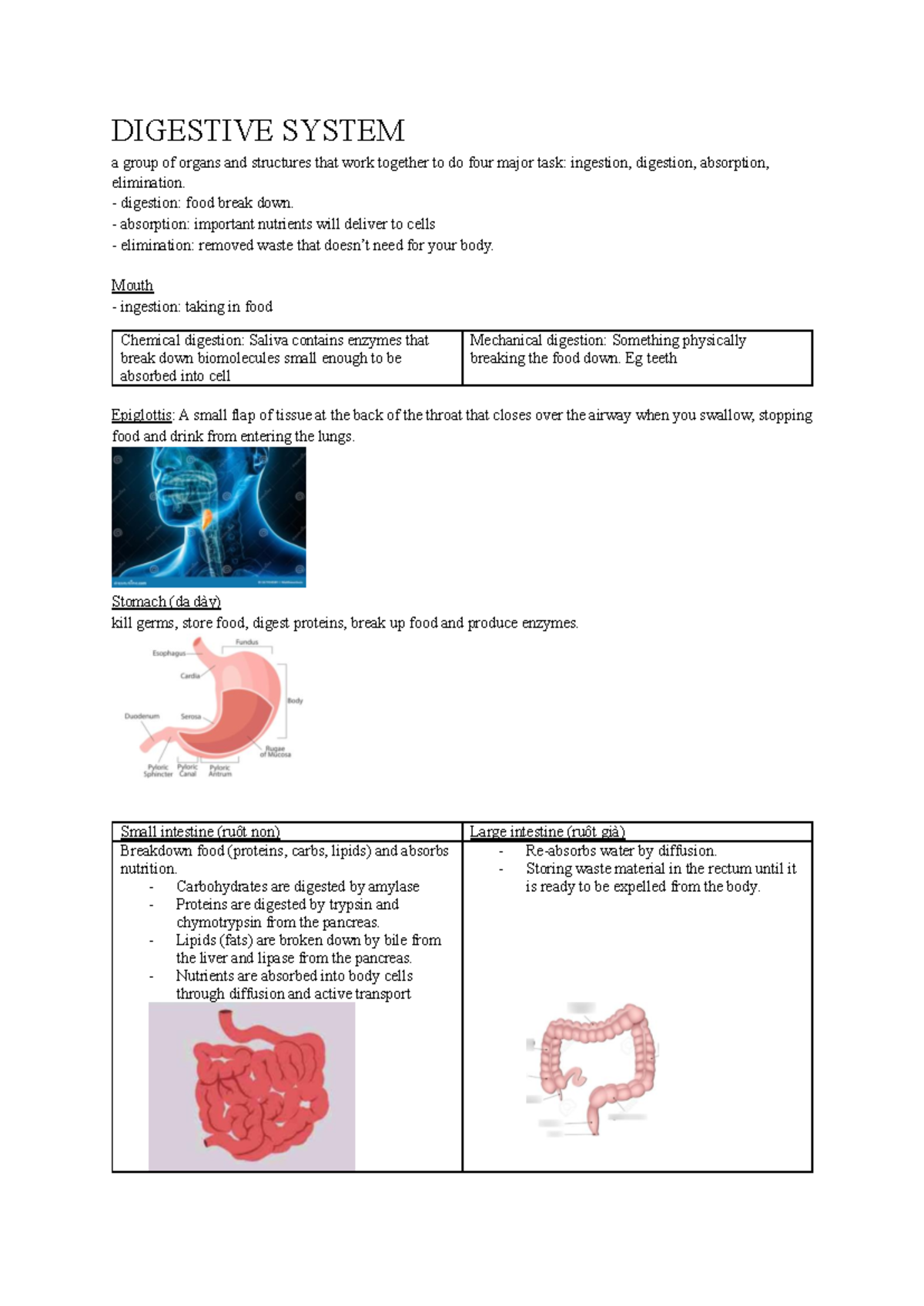DIGESTIVE SYSTEM & HOMEOSTASIS: Key Functions & Processes - Studocu