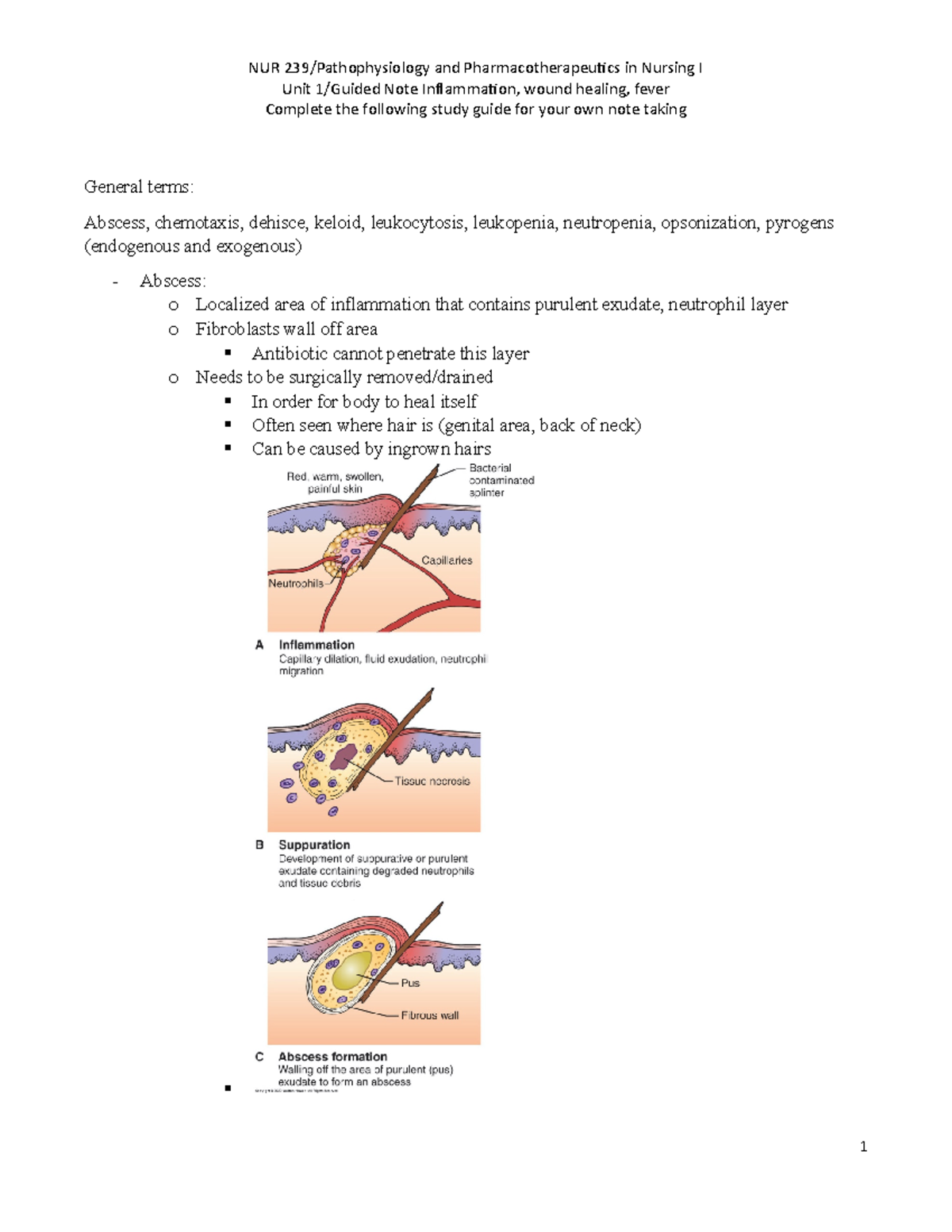 Guidednoteinflammation copy - Unit 1/Guided Note Inflammation, wound ...