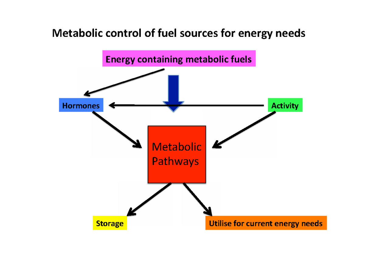 Metabolic Regulation of Energy Sources: Hormonal Control & Pathways (1. ...