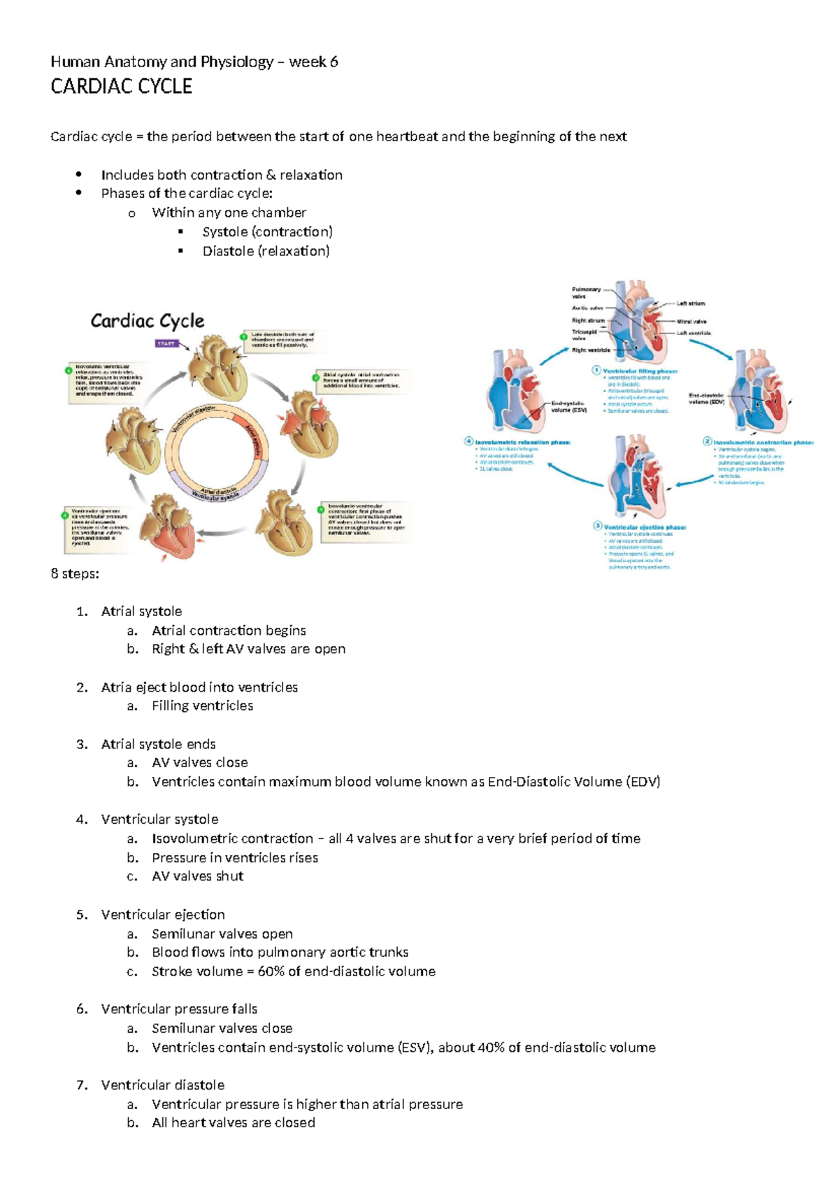 Cardiac Cycle Overview - Human Anatomy & Physiology Week 6 Lecture ...