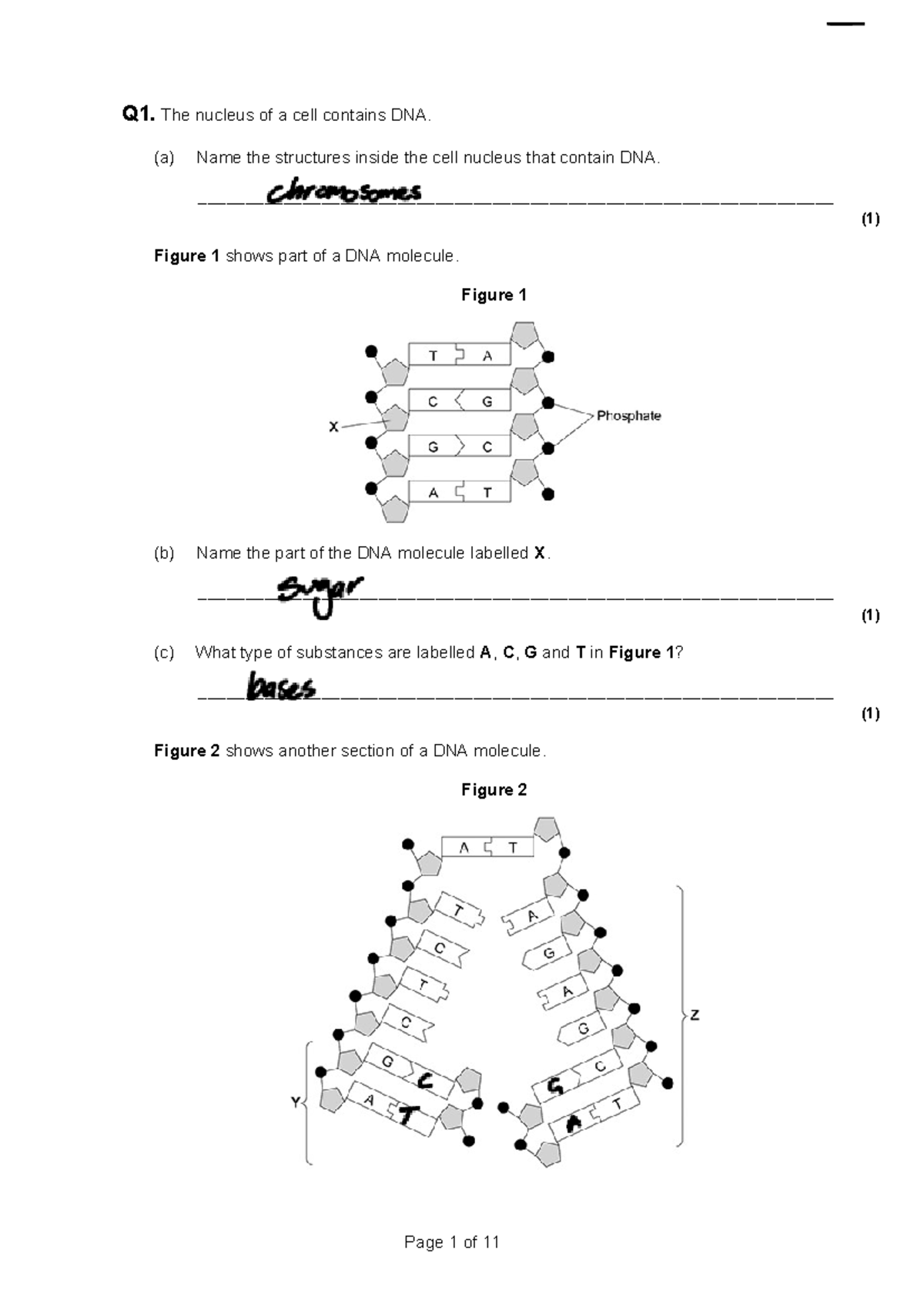 GCSE Biology 2026 Prep 3: DNA, Genetics & Blood Glucose Control Exam QP ...