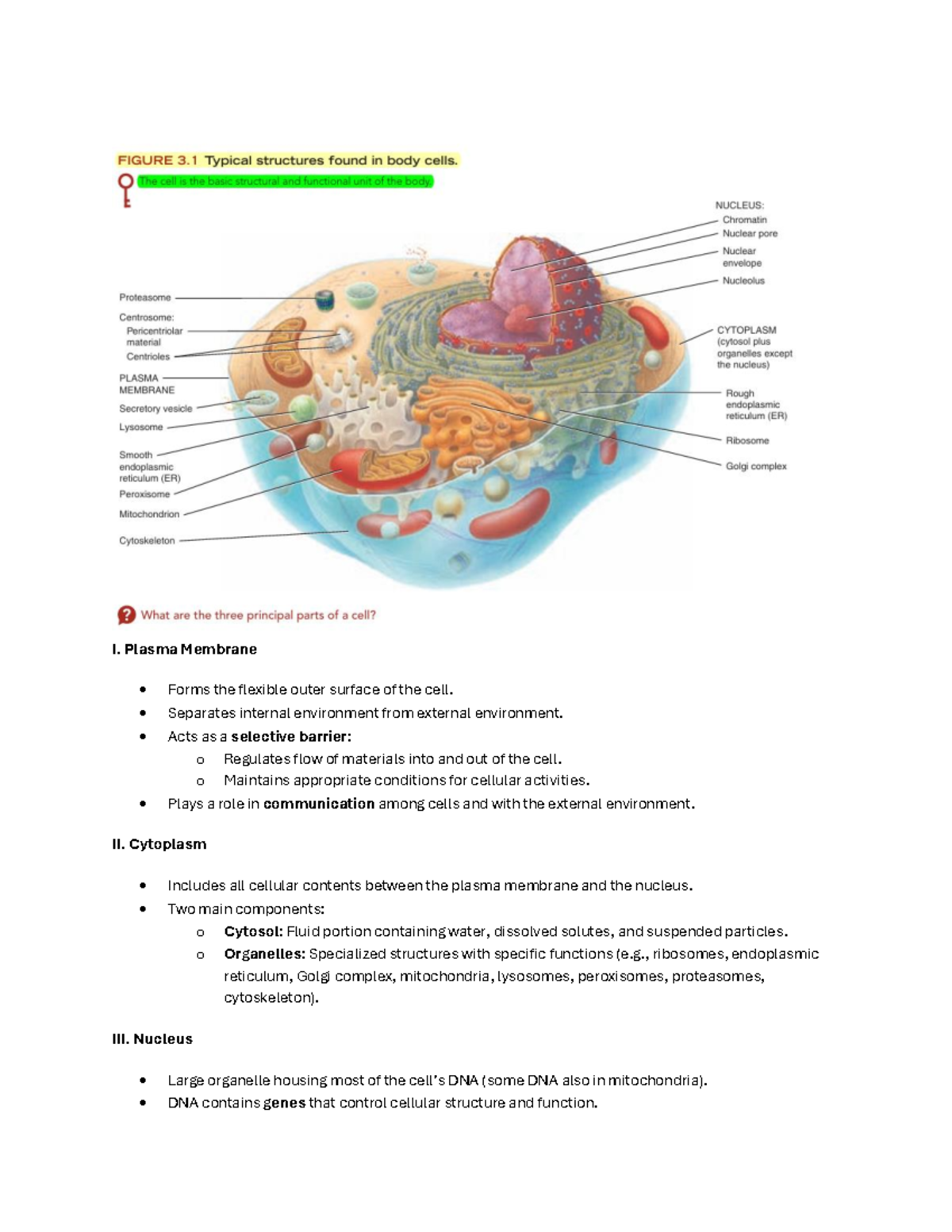Unit 1 Summary: Cell Structure and Function Overview - Studocu