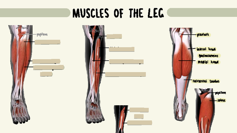 Structure 2 - muscles lower limb - 092511 - MUSCLES OF THE LEG ...
