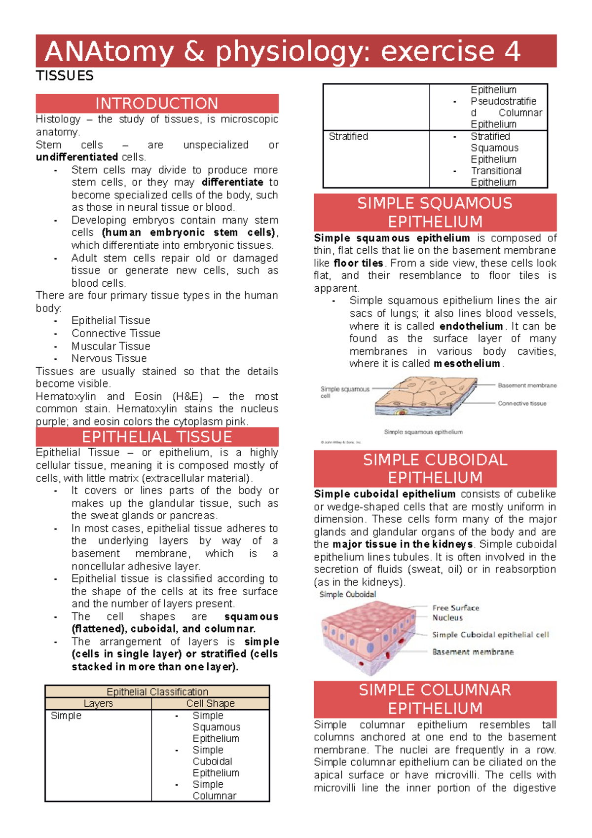 Anaphy Exercise 4 - ANAtomy & physiology: exercise 4 TISSUES ...