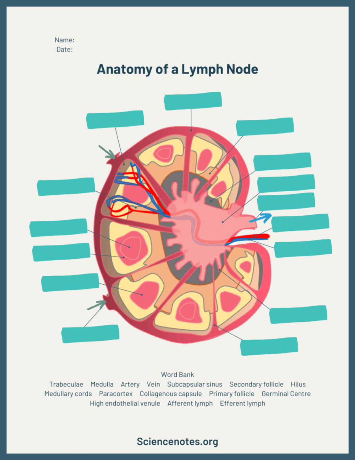 Anatomy of a Lymph Node - HLT100 - Studocu