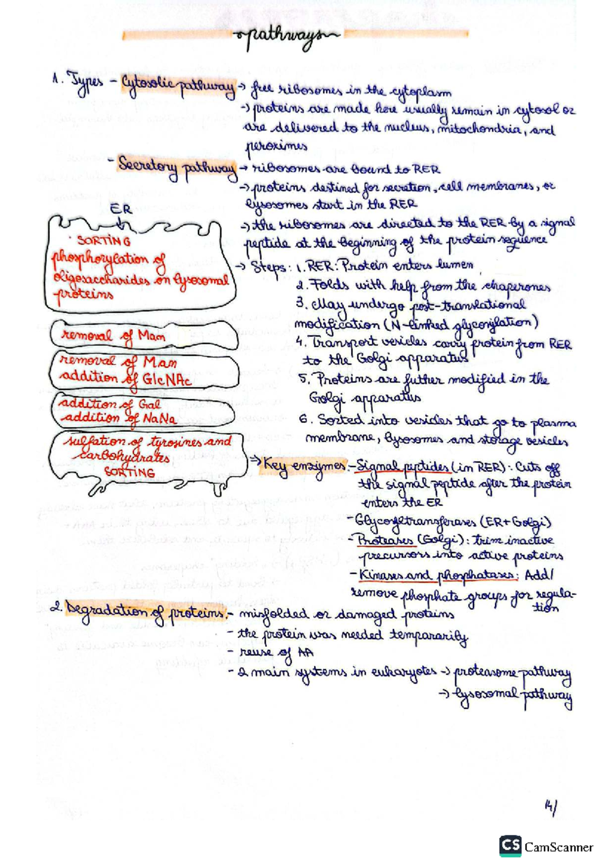 Pathways - Case Study 6: Cytosolic and Secretory Protein Pathways ...
