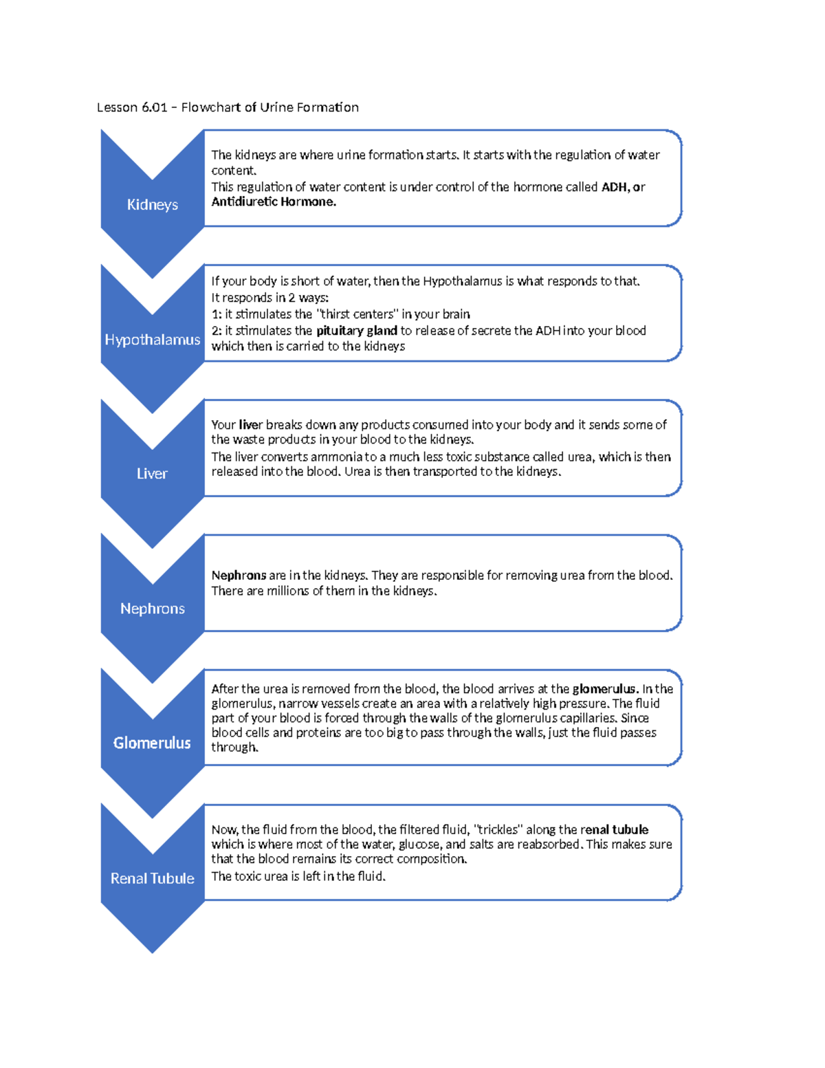Pathway Of Urine Flow Chart