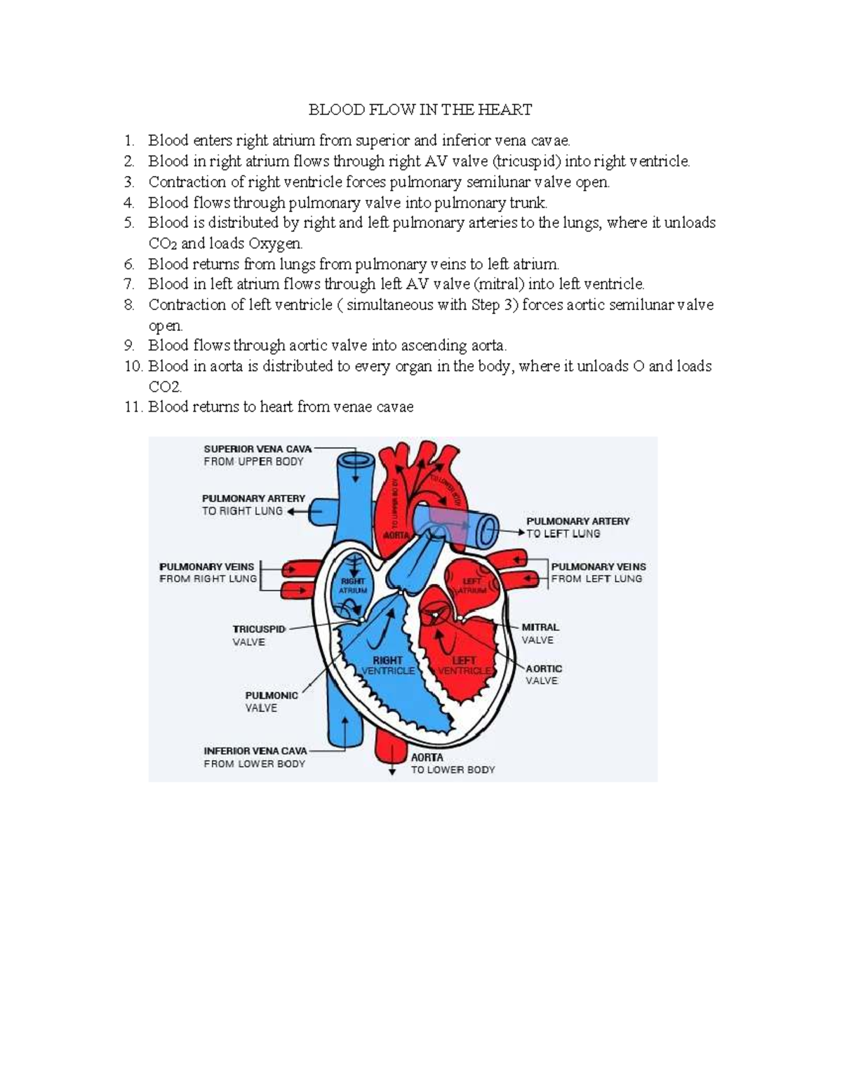 BIO 101 Study Guide: Blood Flow in the Heart - Studocu