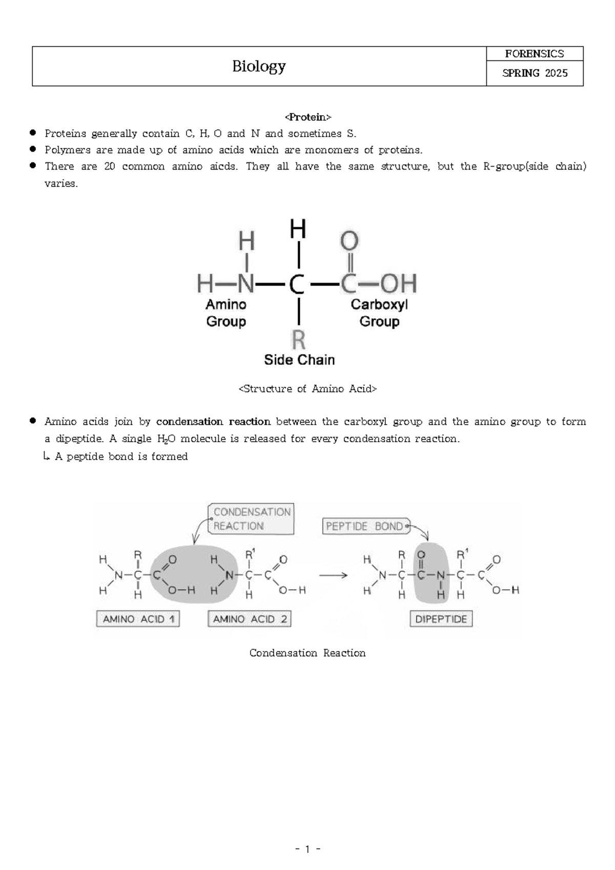 Biology 101: Forensics SPRING 2025 - Proteins and Enzyme Reactions ...