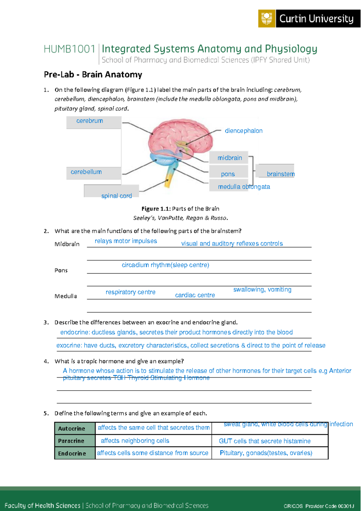 Pre-Lab Questions on Brain & Endocrine Anatomy for BIO 101 - Studocu