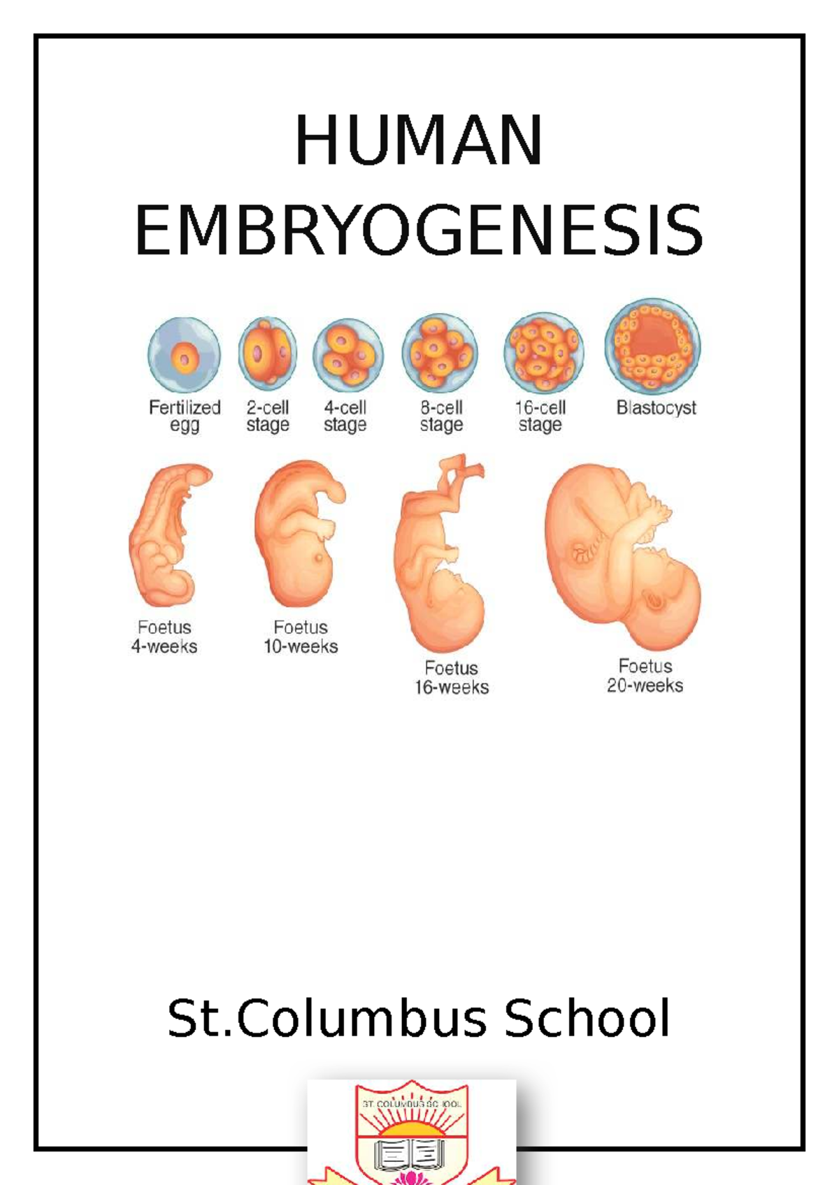 Human Embryogenesis Project - Class XII B Biology - Studocu