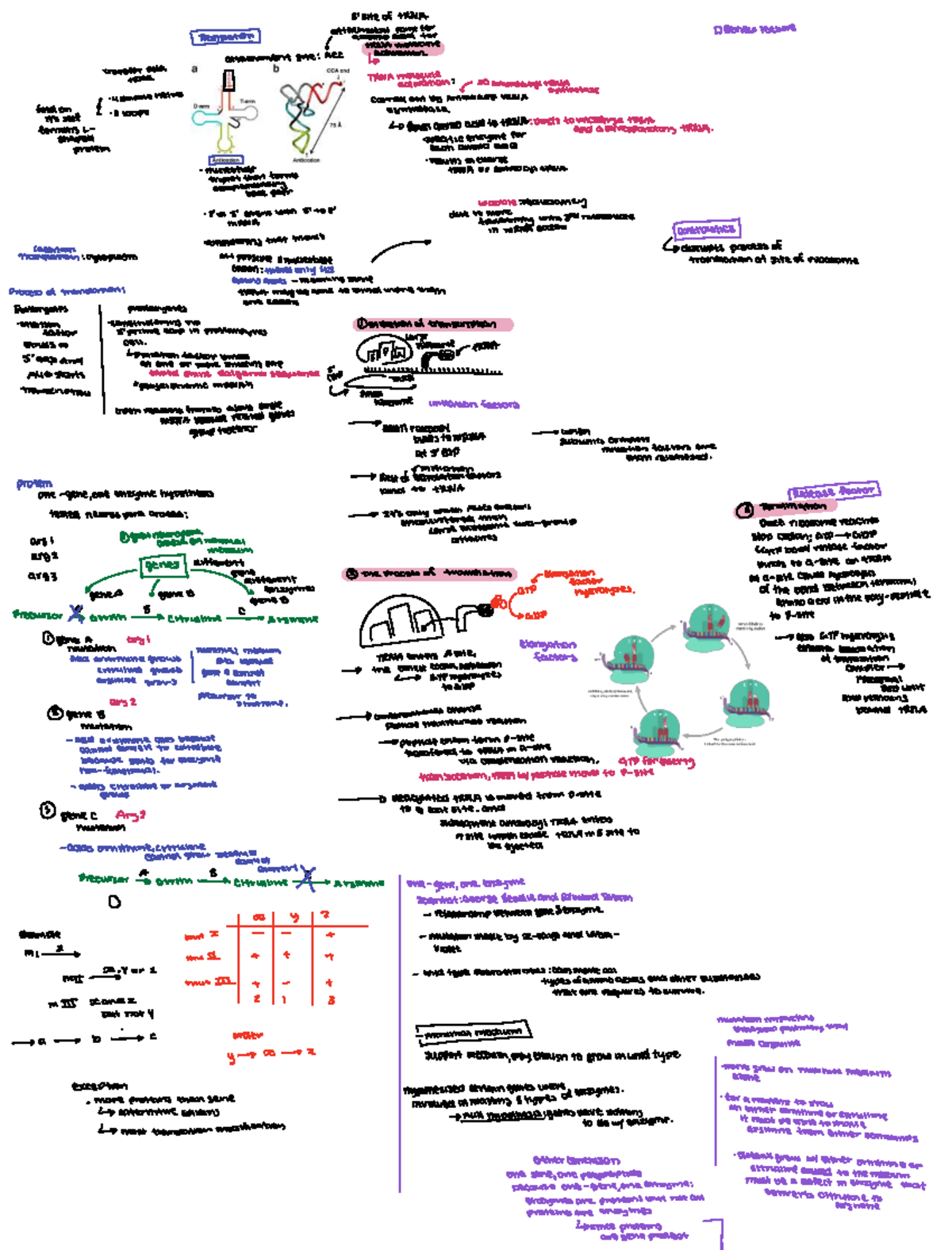 EE 2025 Translation Notes: Insights on Gene Expression and Enzymes ...