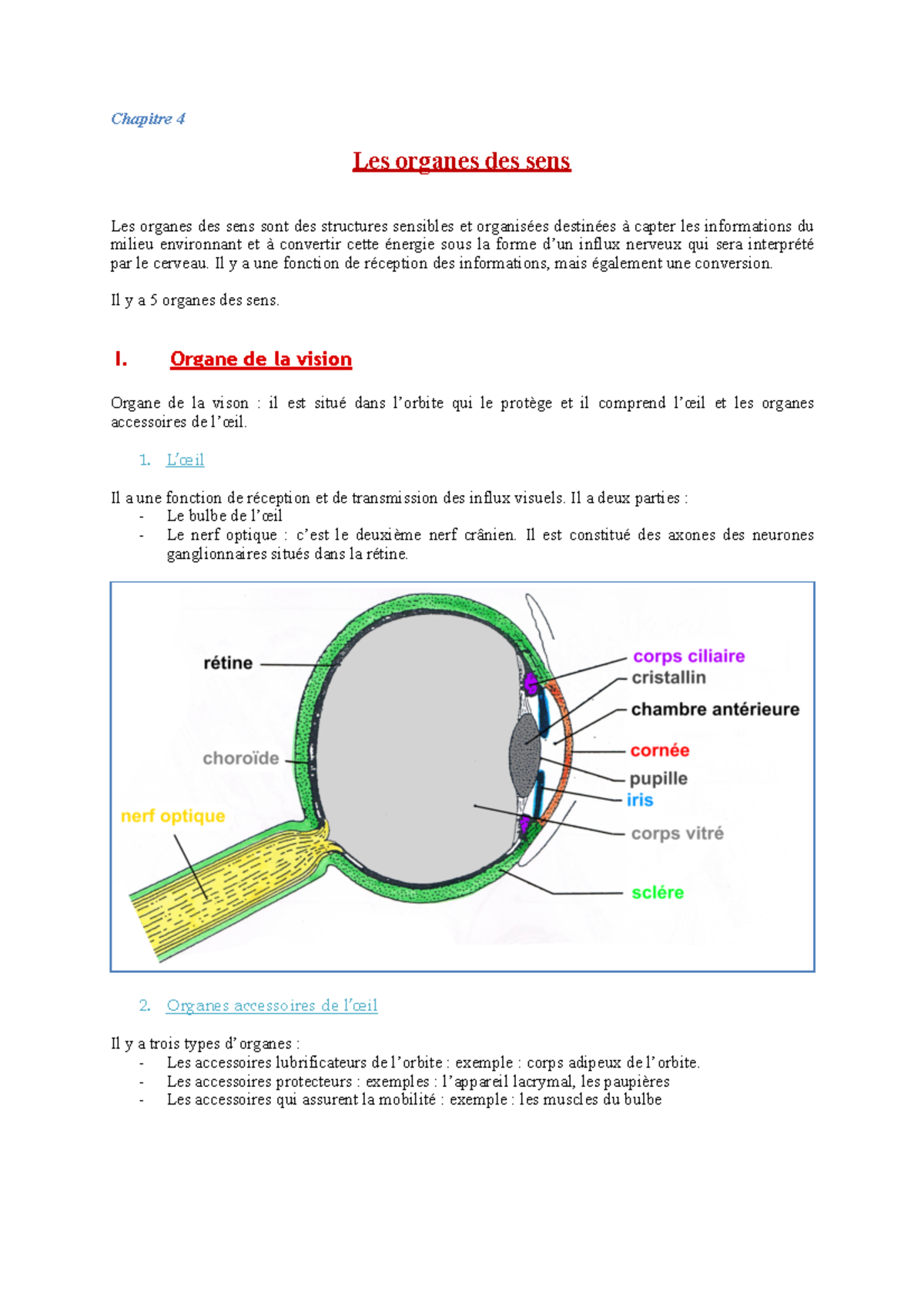 III Les organes des sens - Anatomie - ULille - Studocu