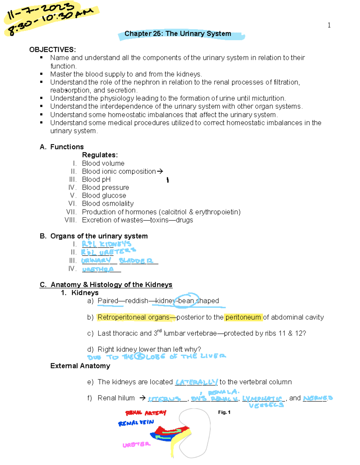 Chapter 25 Study Guide: The Urinary System Functions and Anatomy - Studocu