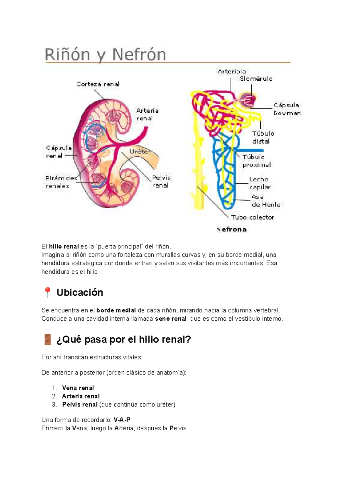 Apuntes de Nefrología: Anatomía y Fisiología del Hilio Renal - Studocu