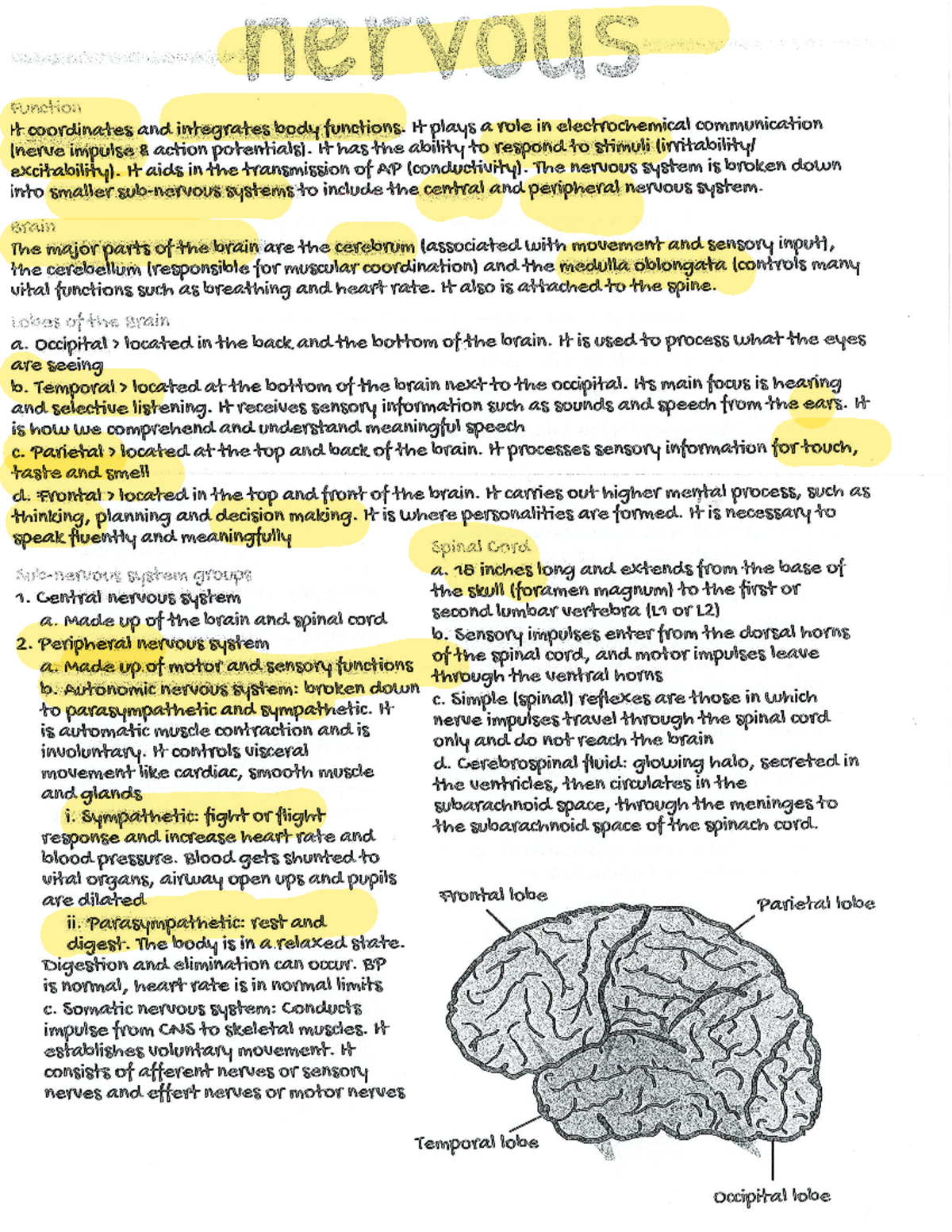Nervous System Overview: Key Concepts and Functions (ANP 101) - Studocu