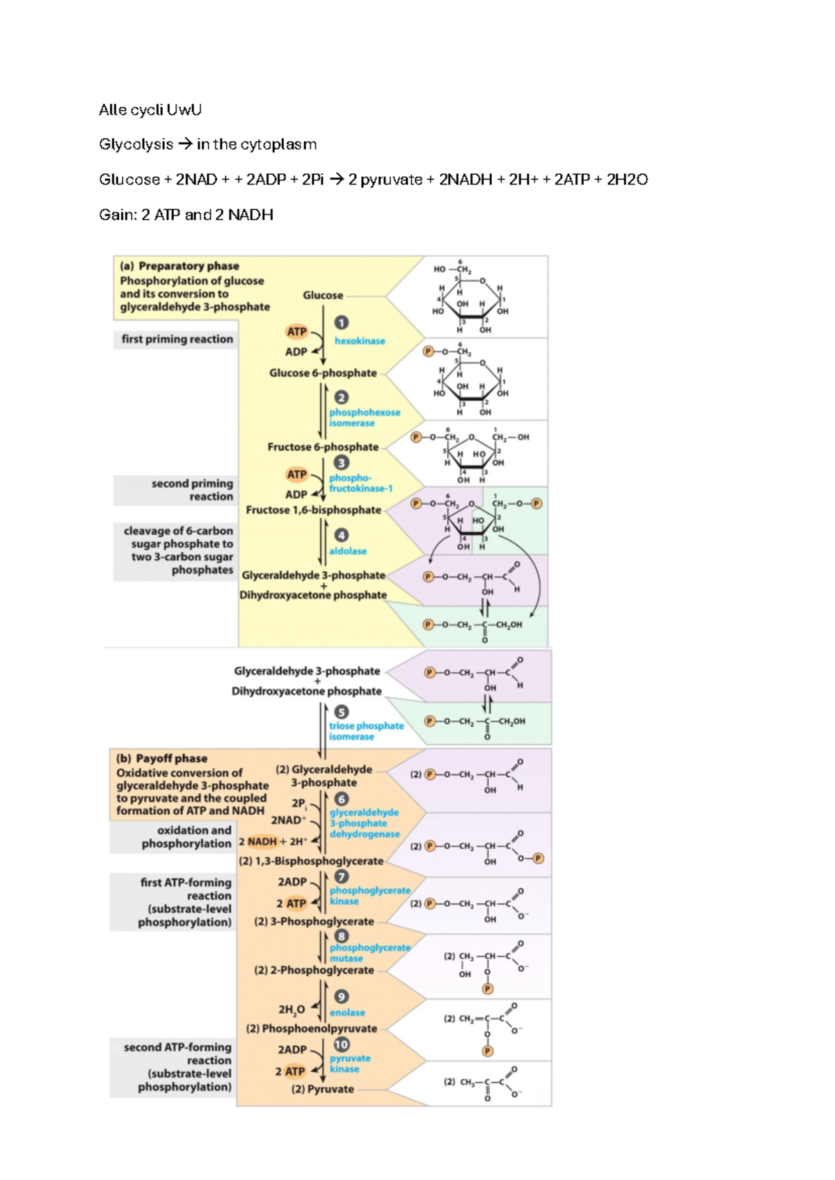 Glycolysis and Pyruvate Metabolism Overview - UwU Cycle - Studeersnel