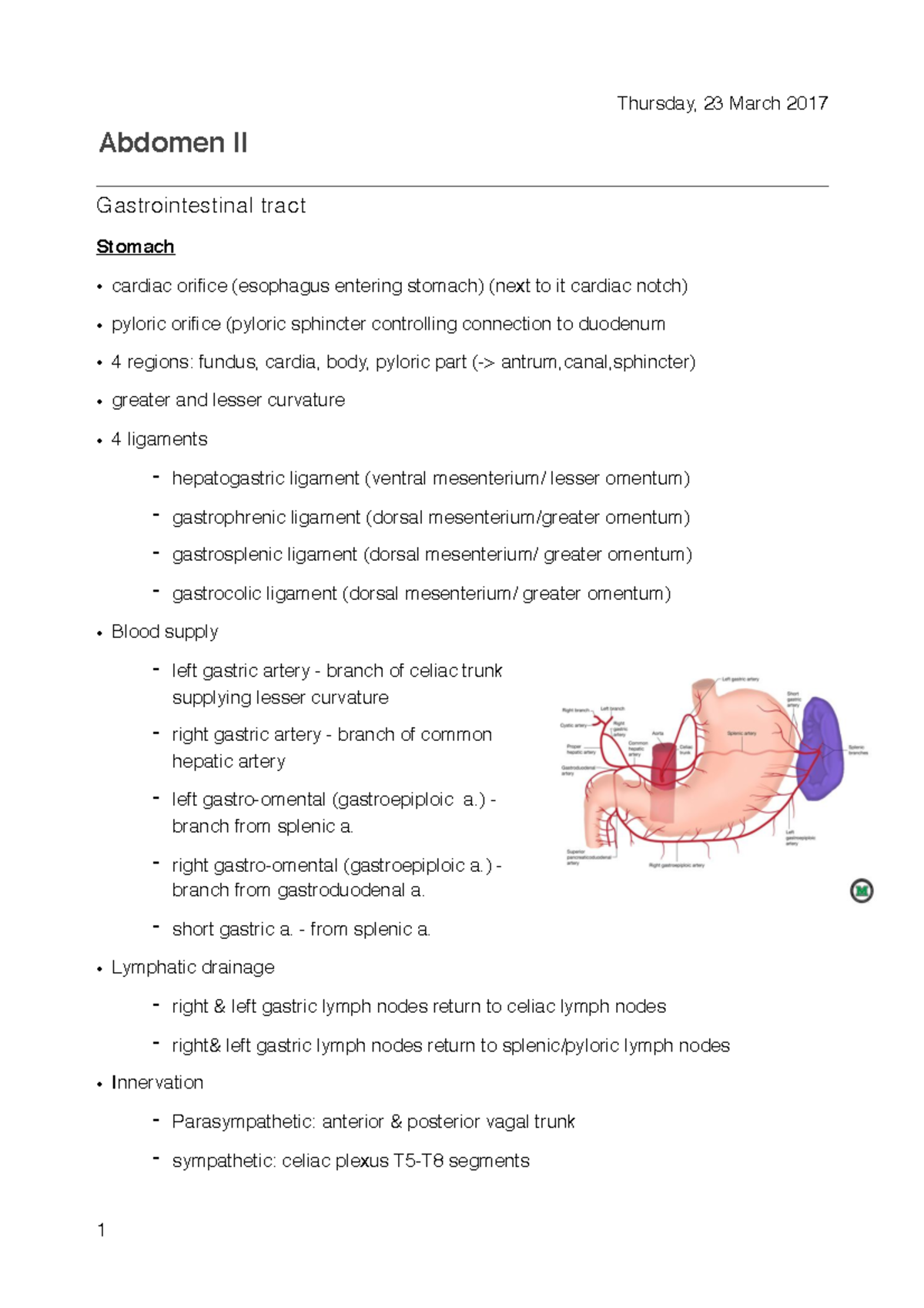 Abdomen II - Abdomen II Gastrointestinal tract Stomach • cardiac ...