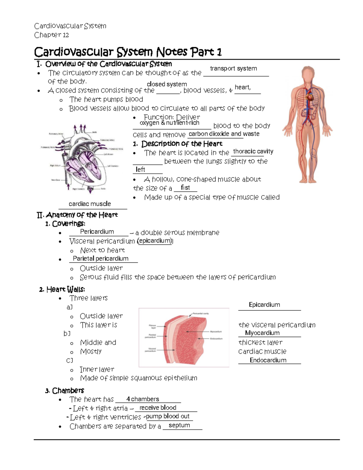 Cardiovascular System Chapter 12 Notes Part 1: Overview & Anatomy - Studocu
