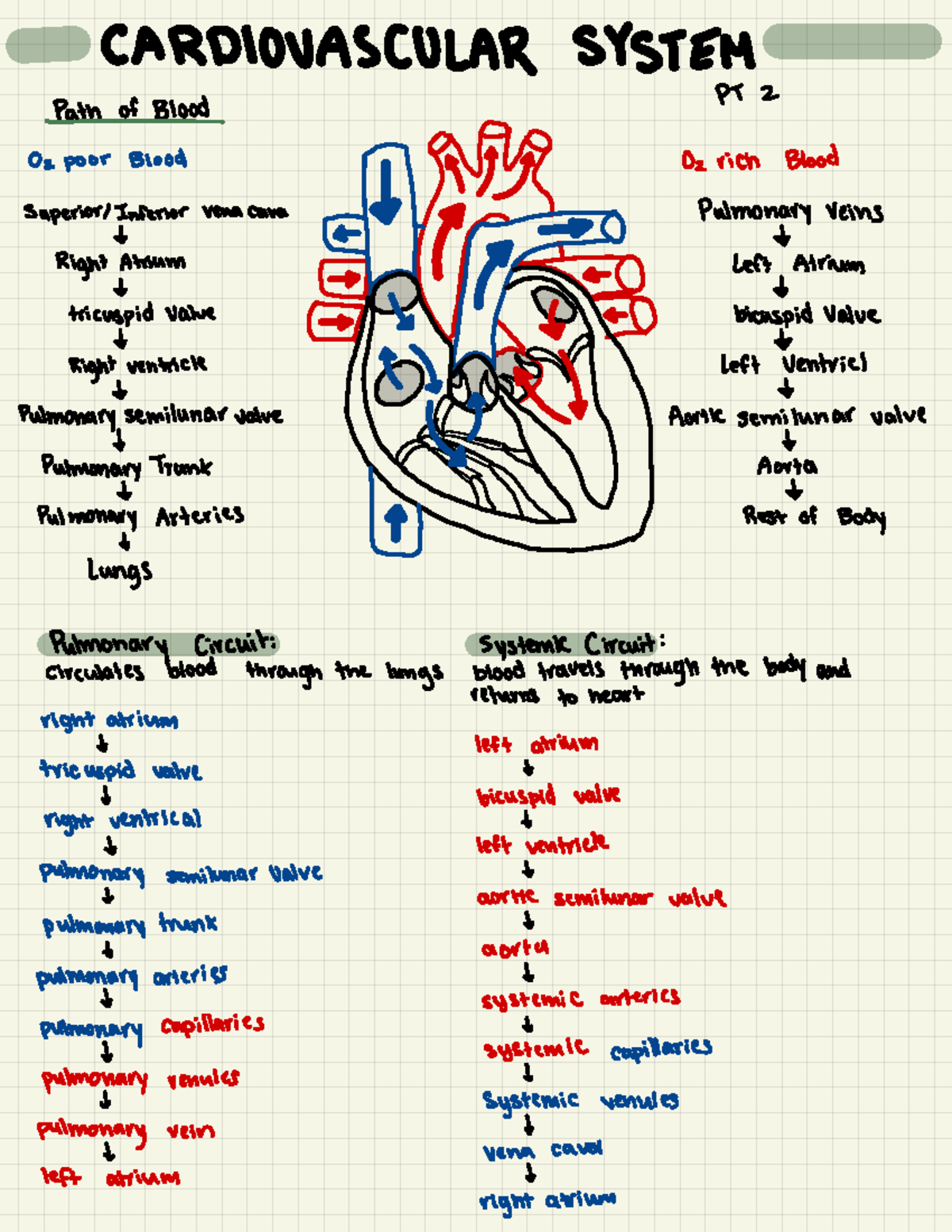 CARDIOVASCULAR SYSTEM: Blood Flow & Heart Function - BIO 101 - Studocu
