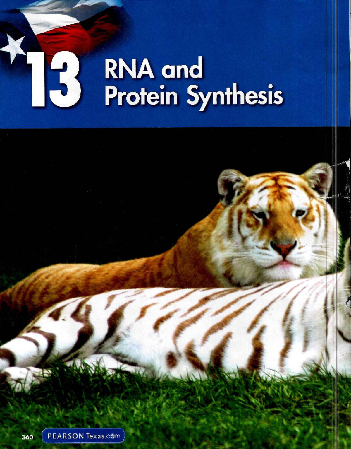 RNA and Protein Synthesis: Chapter 13 Overview and Key Concepts - Studocu