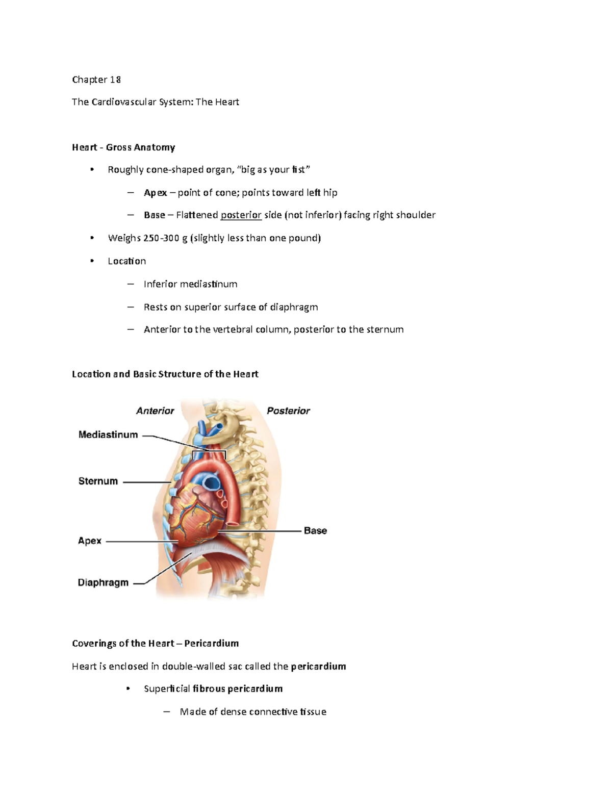 Chapter 18 Anatomy Of The Cardiovascular System Human Anatomy