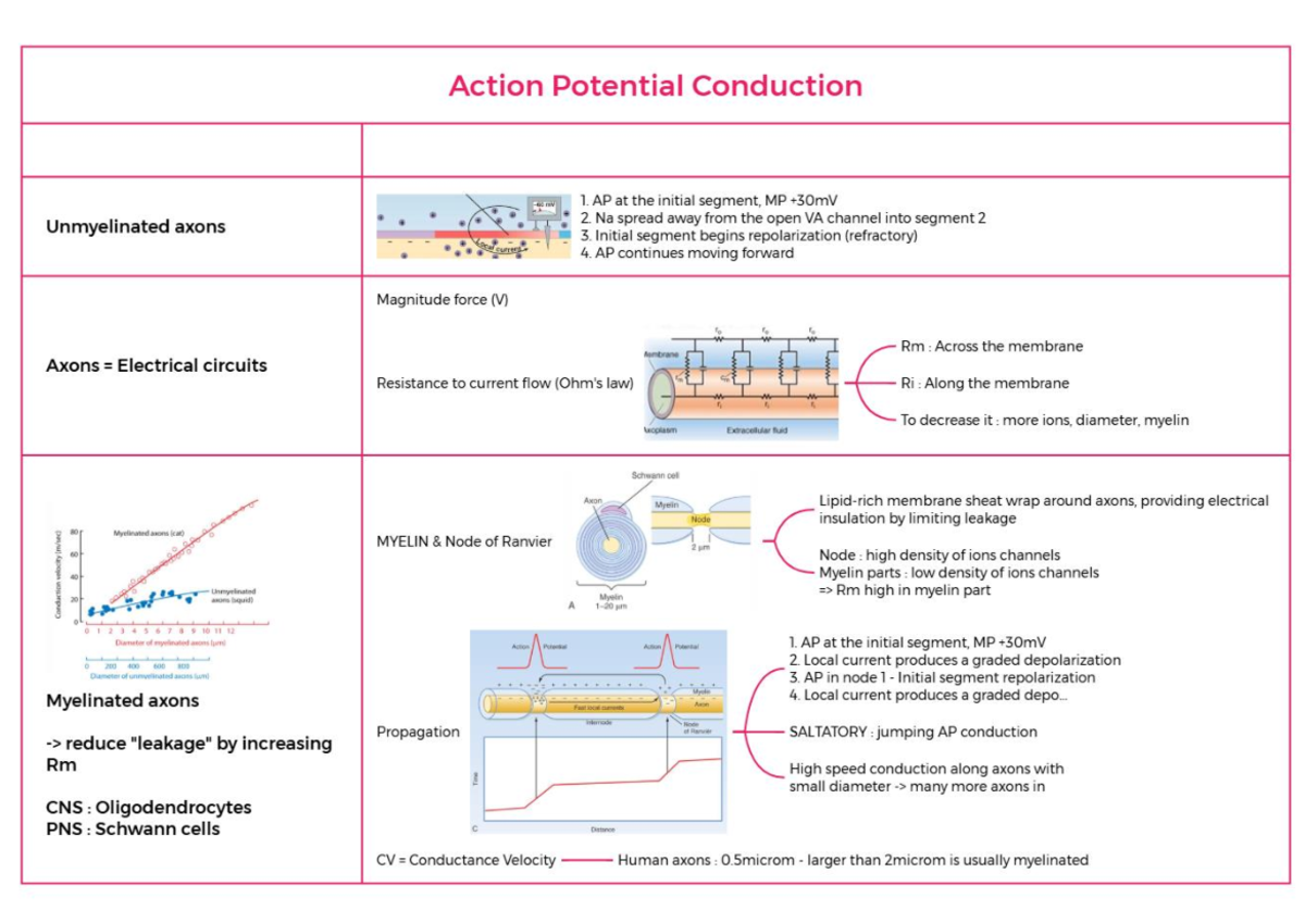 NEUR201 - Action Potential Conduction in Myelinated vs Unmyelinated ...