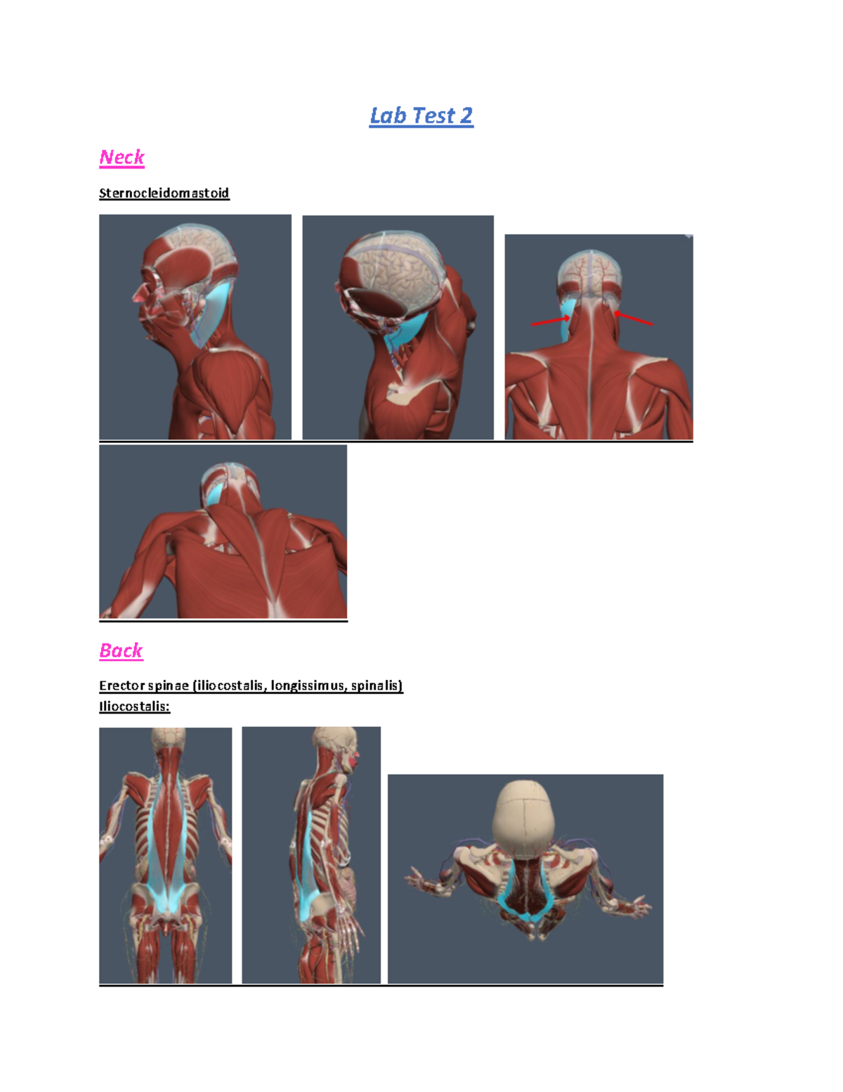 Anatomy Lab Test