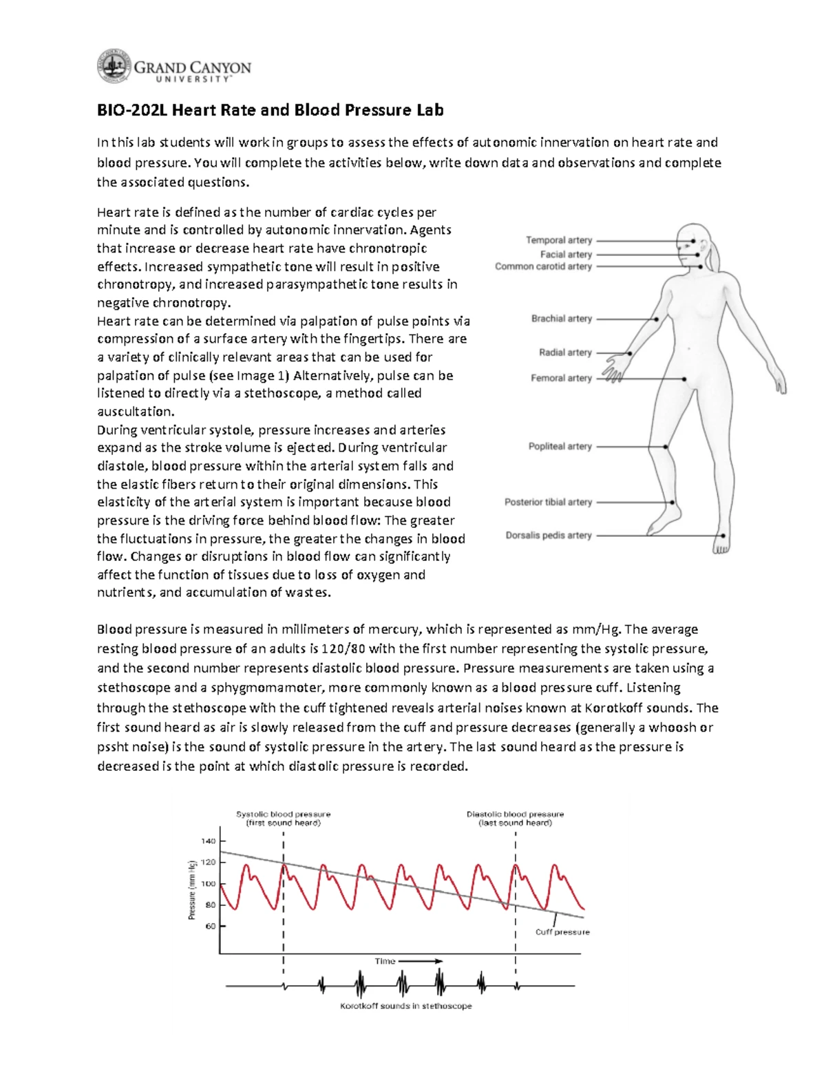 BIO 202L Comprehensive Midterm Review Guide - Studocu