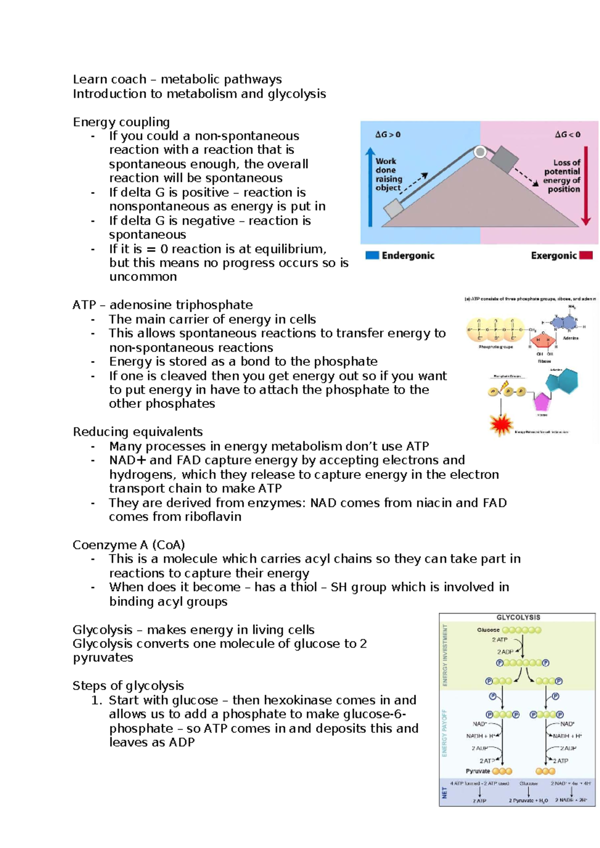 Biochem 101: Metabolic Pathways & Glycolysis Overview - Studocu