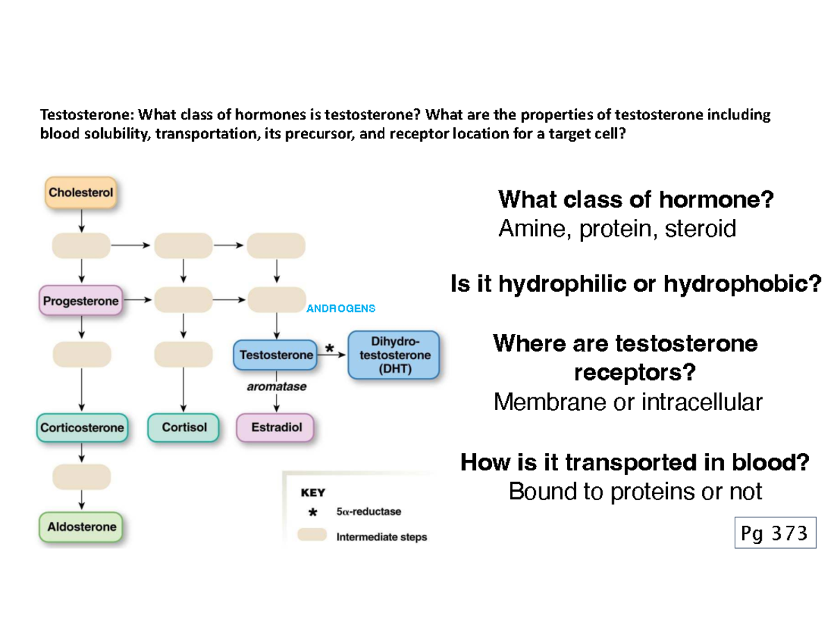 Reproductive Physiology Lecture 2 (PHYS 1021): Testosterone & Oogenesis ...