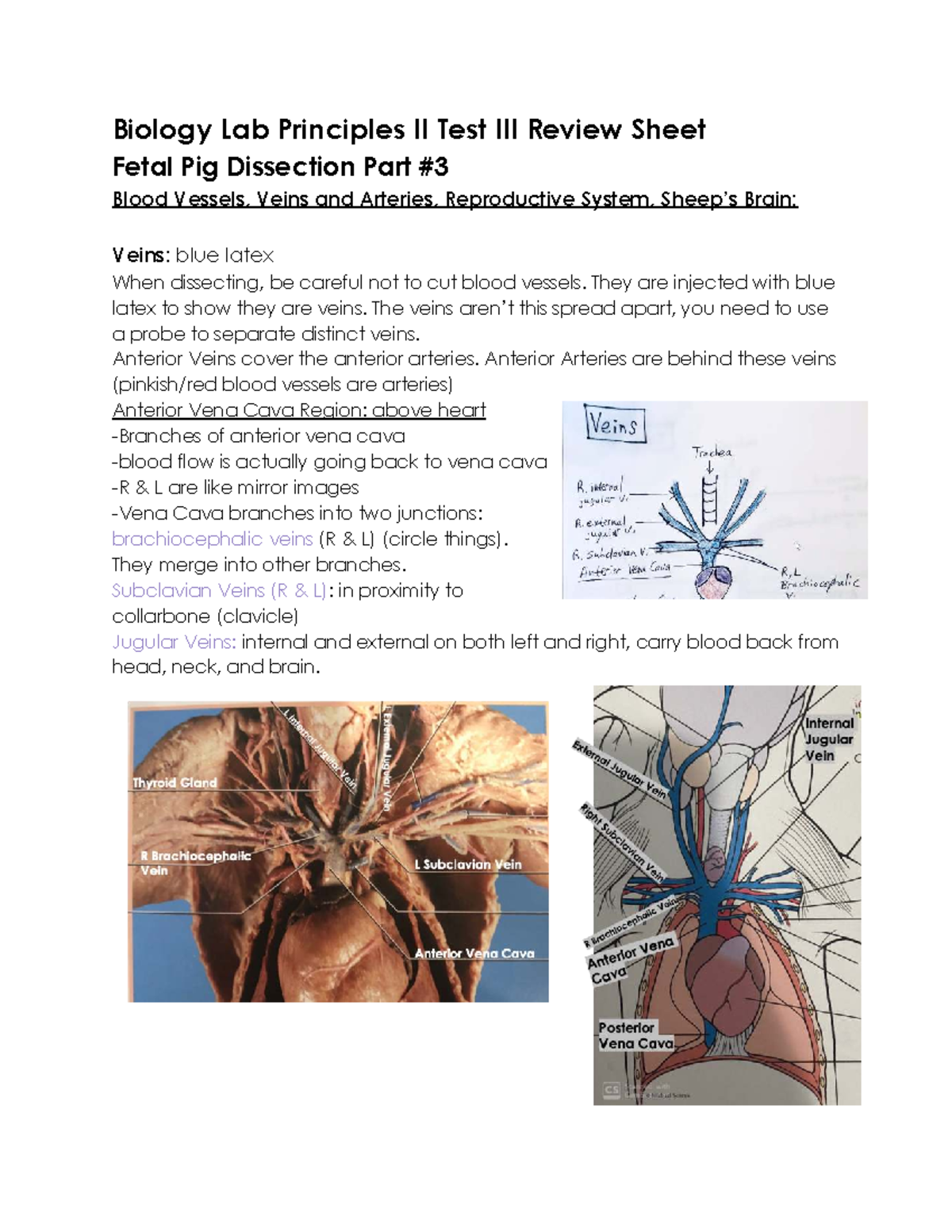 Biology Lab II Final Exam Study Guide: Fetal Pig Dissection Techniques ...