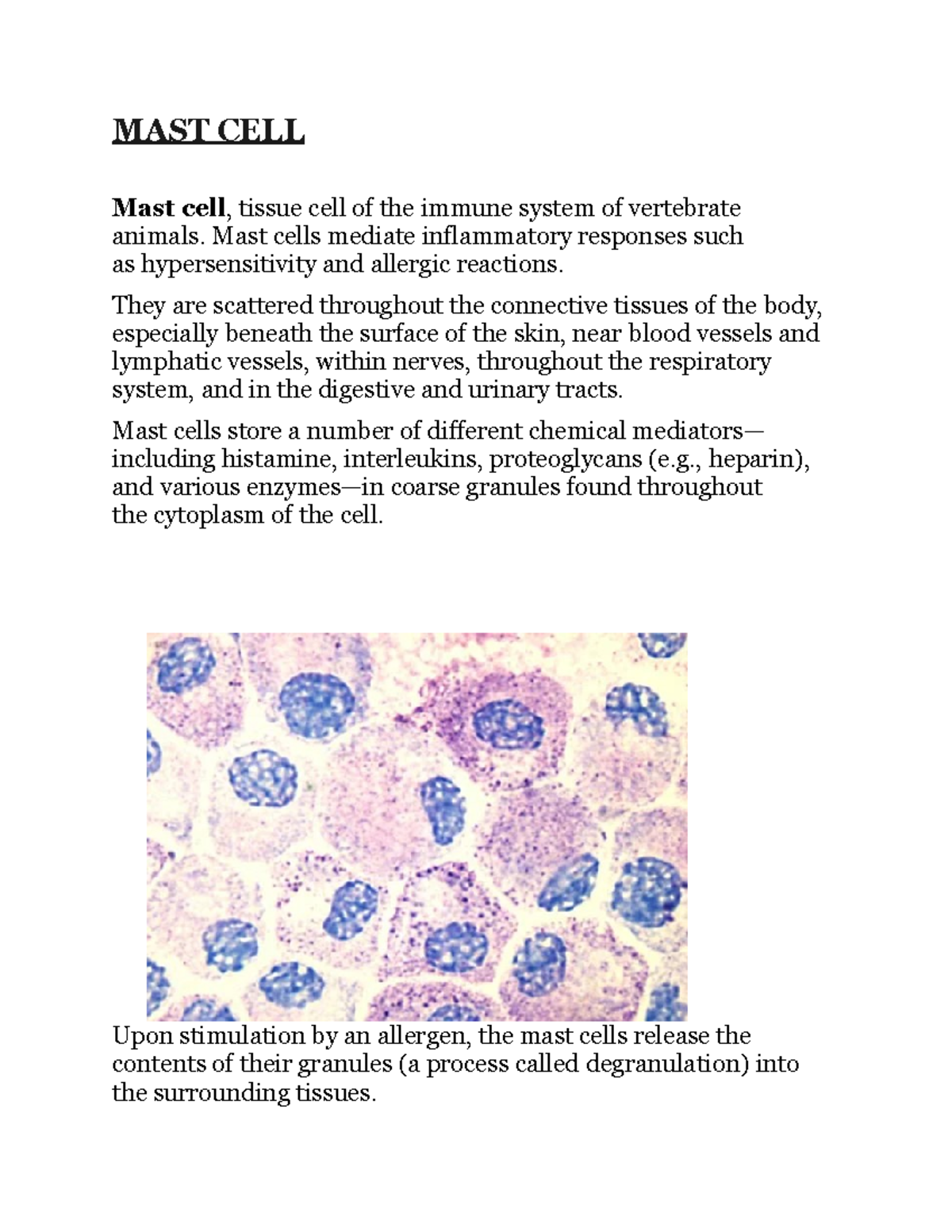 Mast Cells: Key Role in Immunity & Allergic Reactions - Studocu