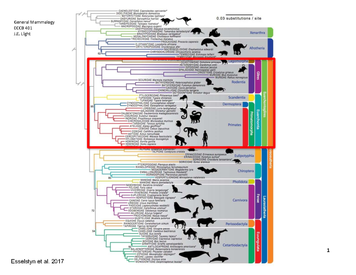 General Mammalogy Lecture Notes: ECCB 401 - J.E. Light & T. Lacher Jr ...