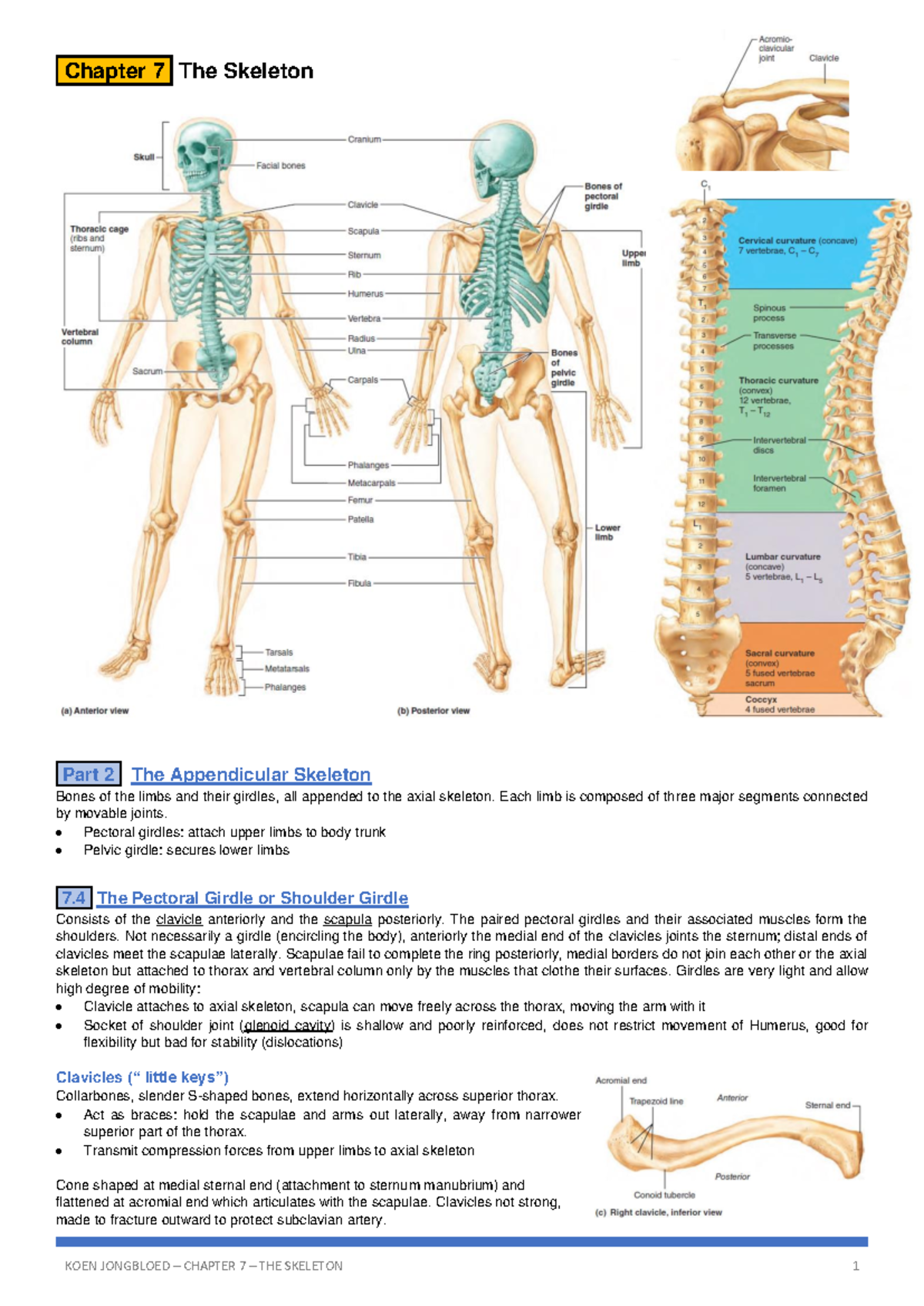 Anatomy - Chapter 7 - Detailed Study of the Skeleton and Limbs ...