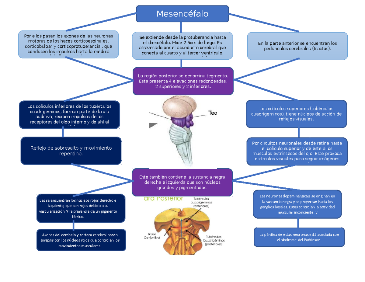 Mapa Conceptual del Mesencéfalo: Funciones y Estructuras Clave - Studocu