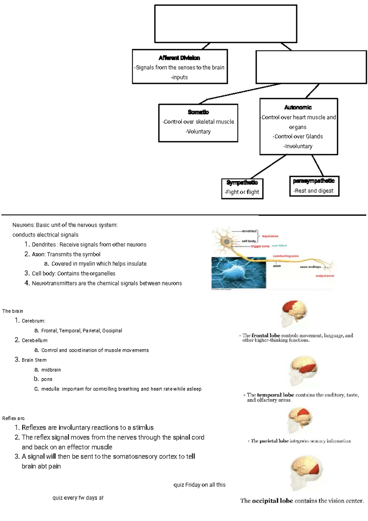 BIO 101: Nervous System Overview and Quiz Preparation Notes - Studocu