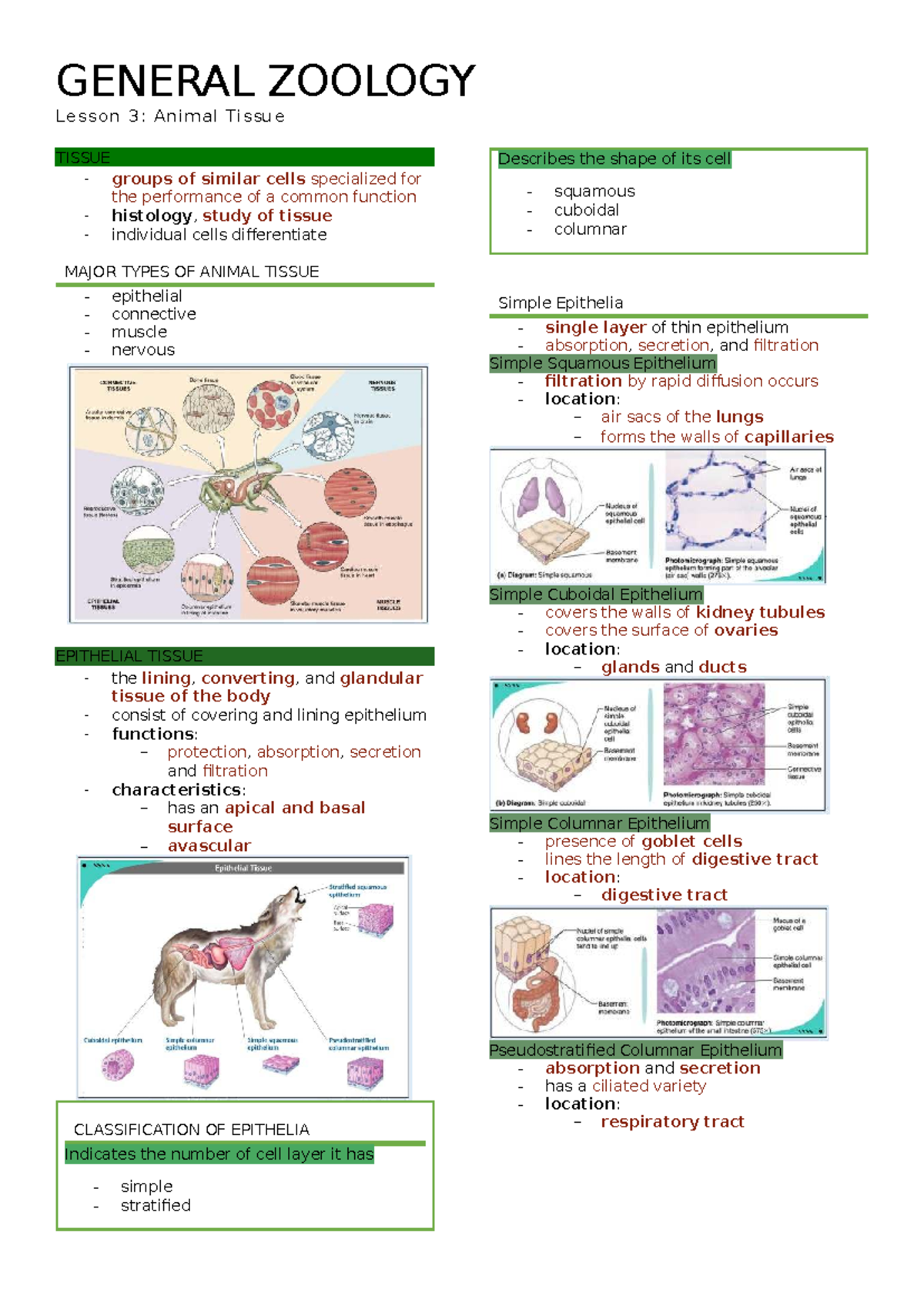 GENERAL ZOOLOGY Lesson 3: Animal Tissue Overview and Functions - Studocu