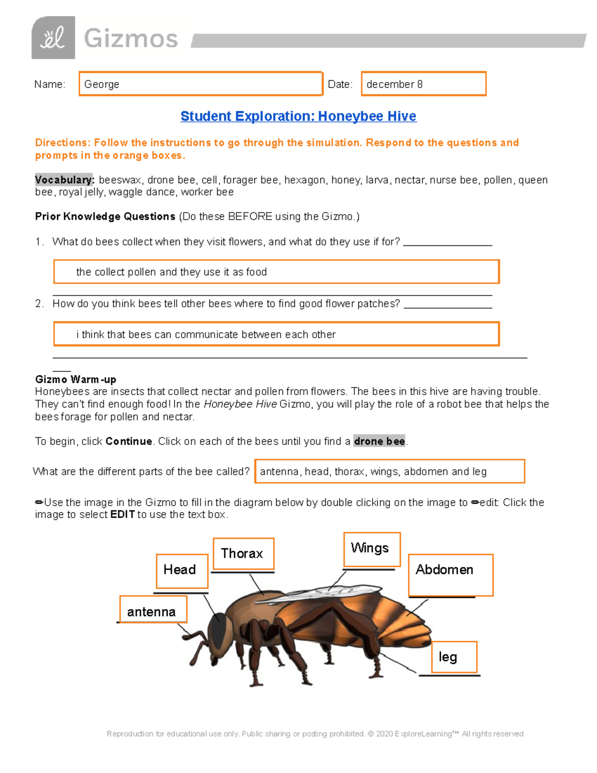 Honeybee Hive Exploration Activity - SE - Studocu