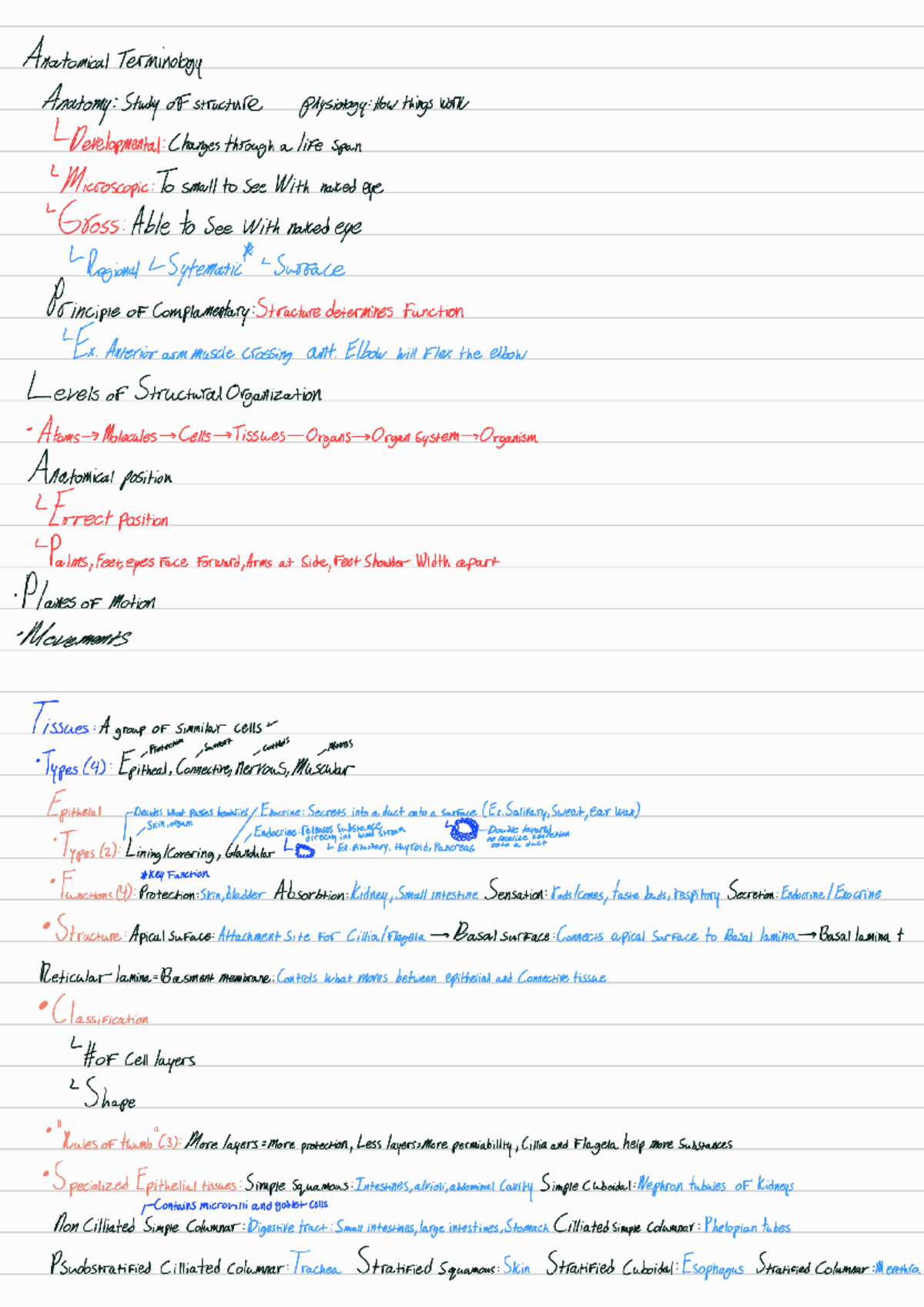 Exam 1 Review: Anatomical Terminology and Structure (251009) - Studocu