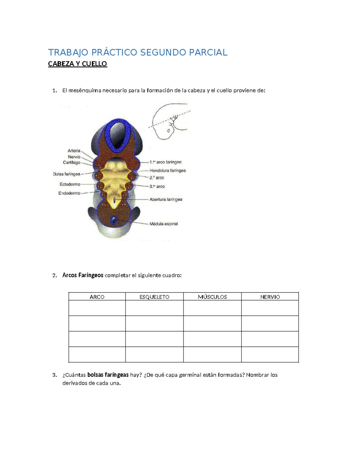 Guía de Estudio: TP 2DO Parcial - Anatomía del Desarrollo Humano - Studocu